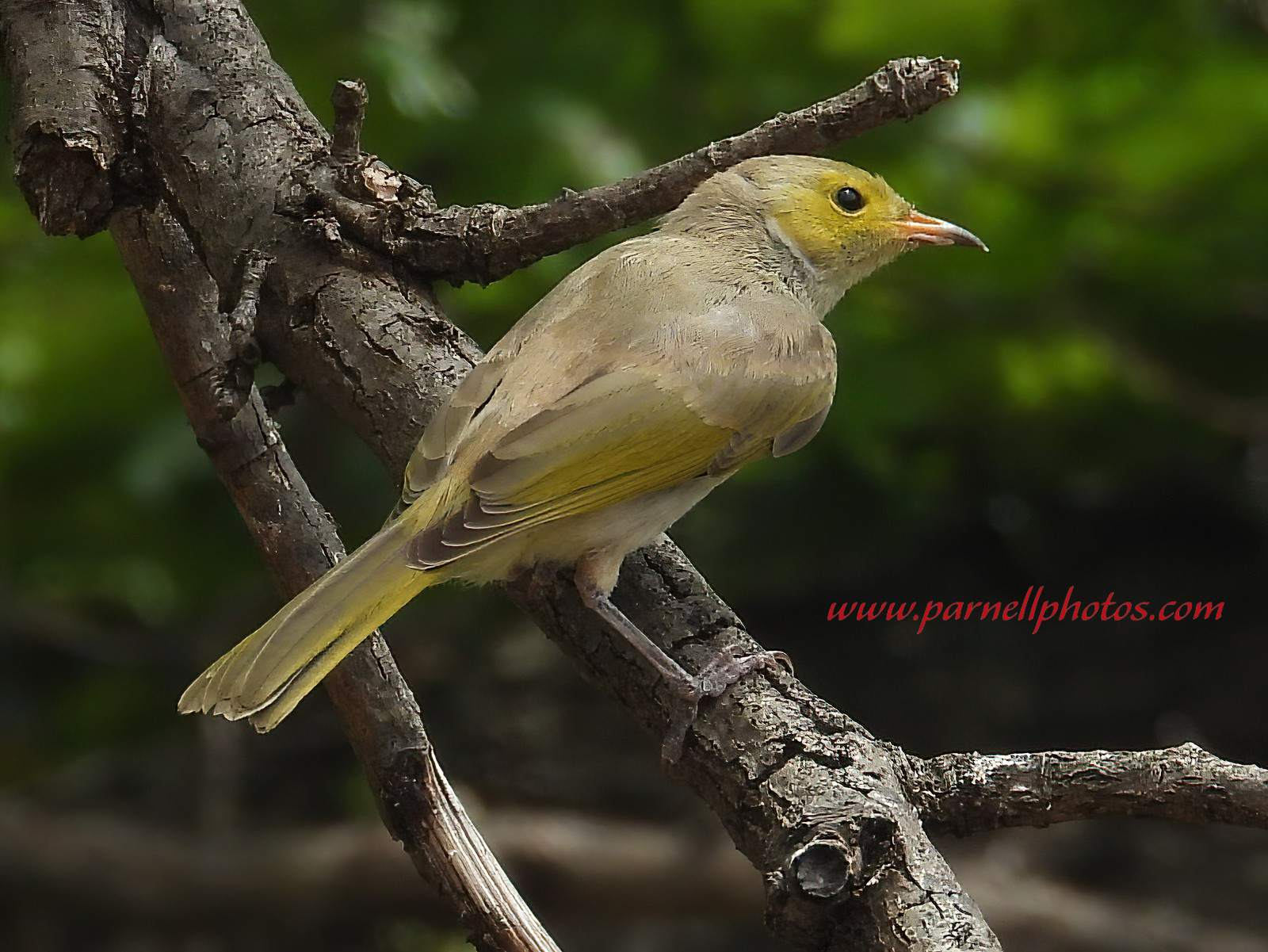 White-plumed Honeyeater