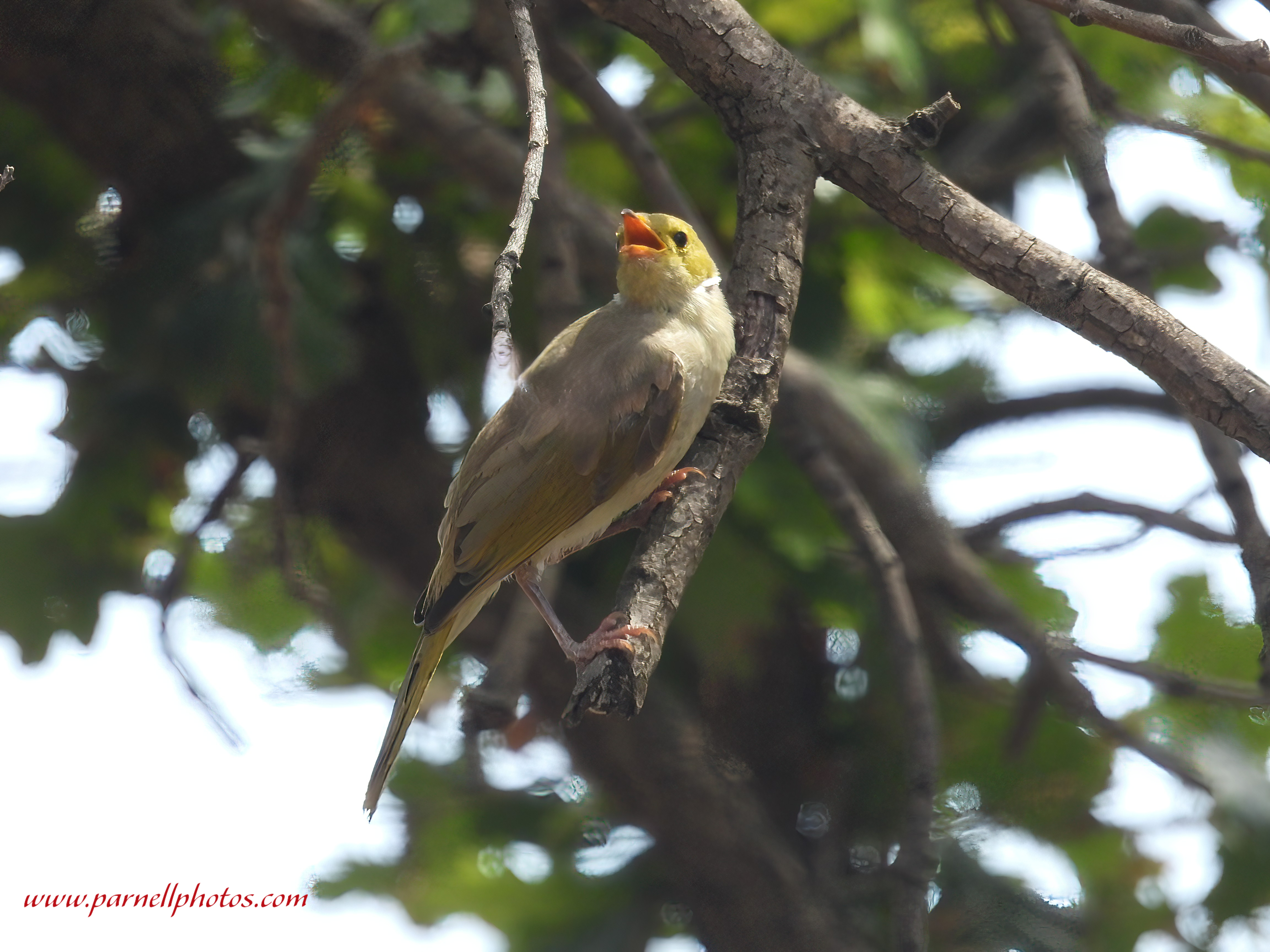 White-plumed Honeyeater Singing