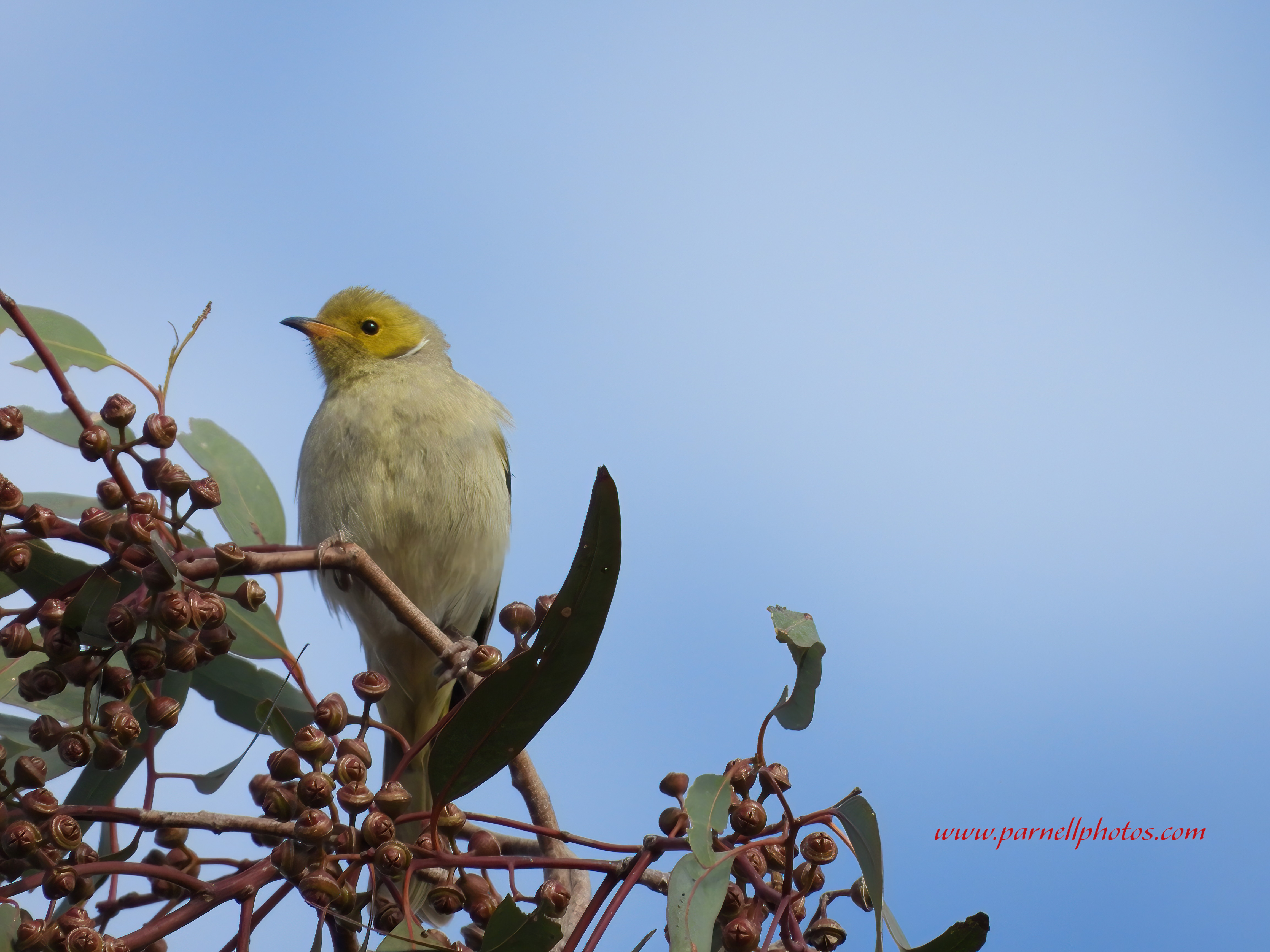 White-plumed Honeyeater Tree Top