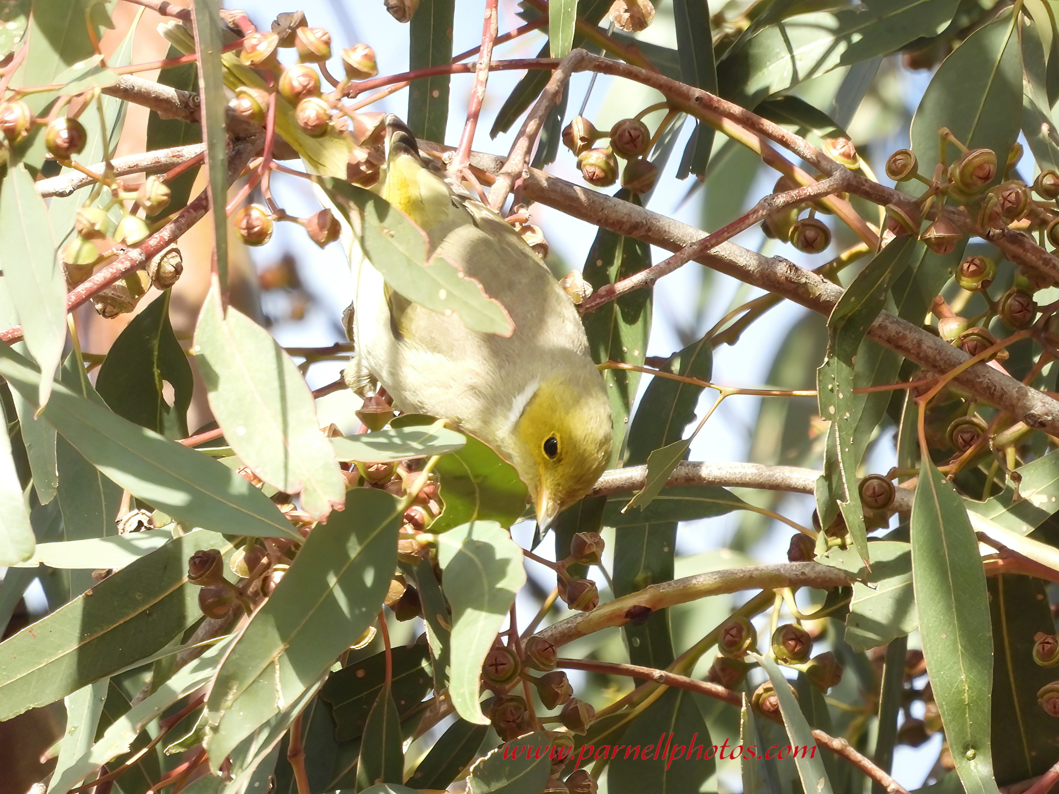 White-plumed Honeyeater in Tree