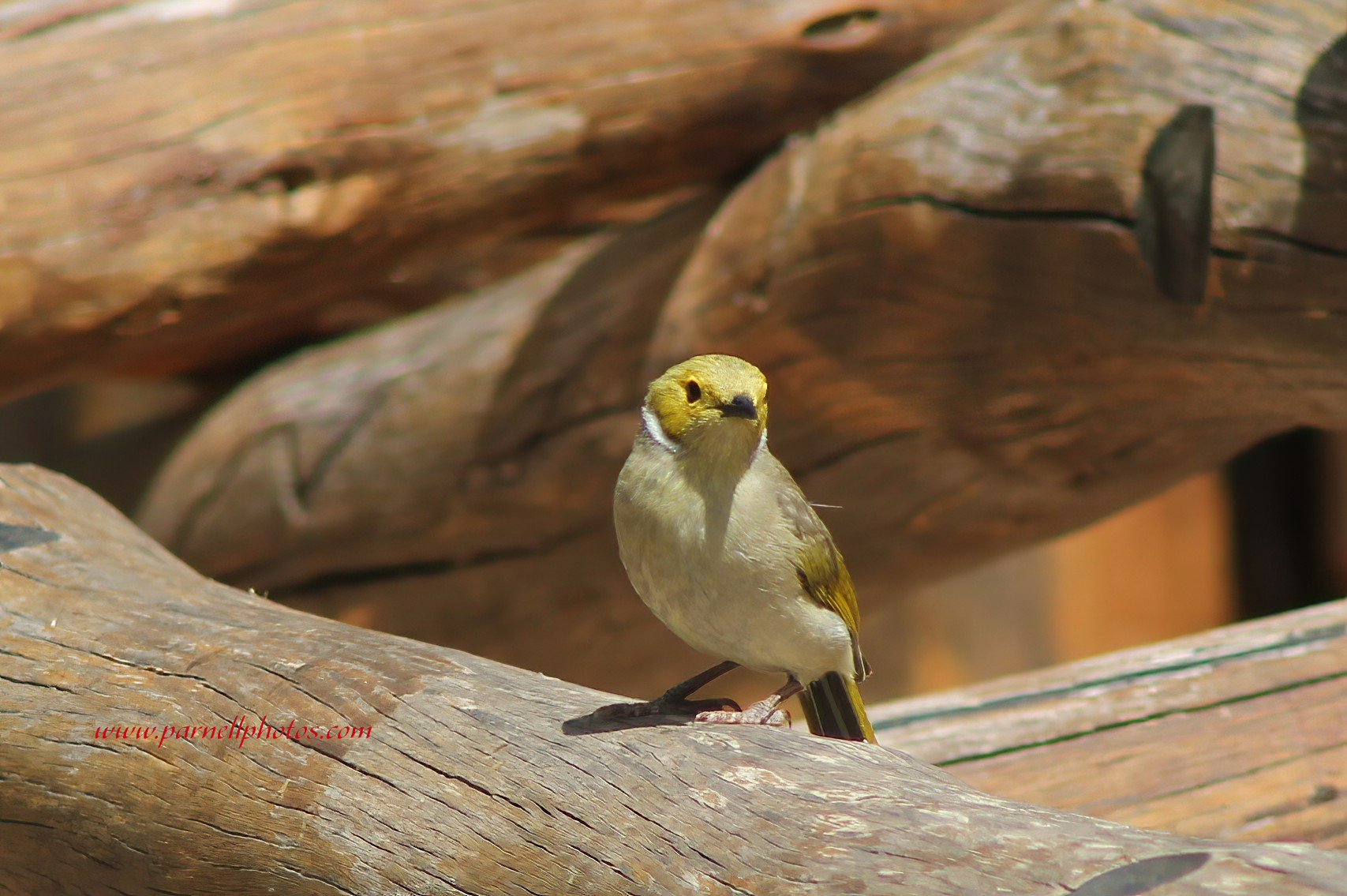 White-plumed Honeyeater on Wood