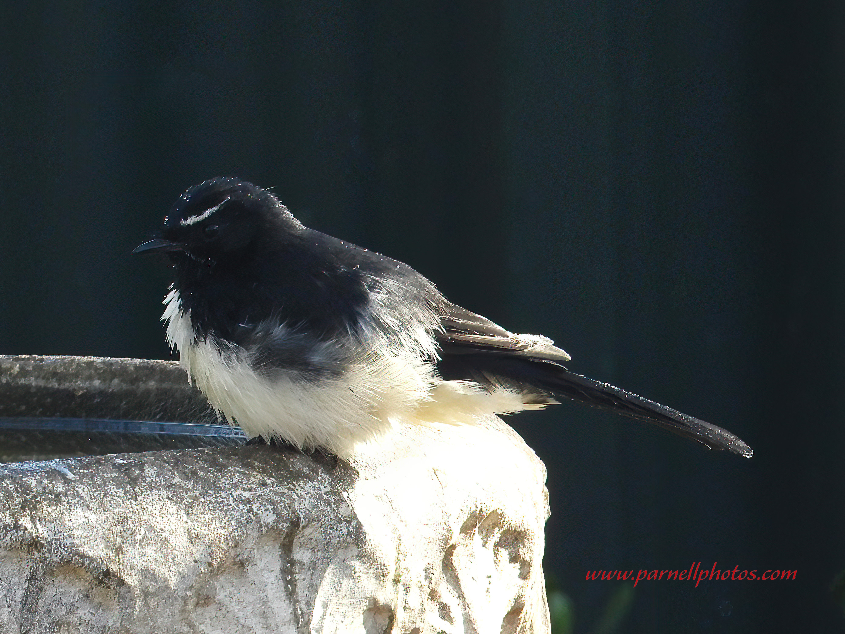 Willie Wagtail Bath Time