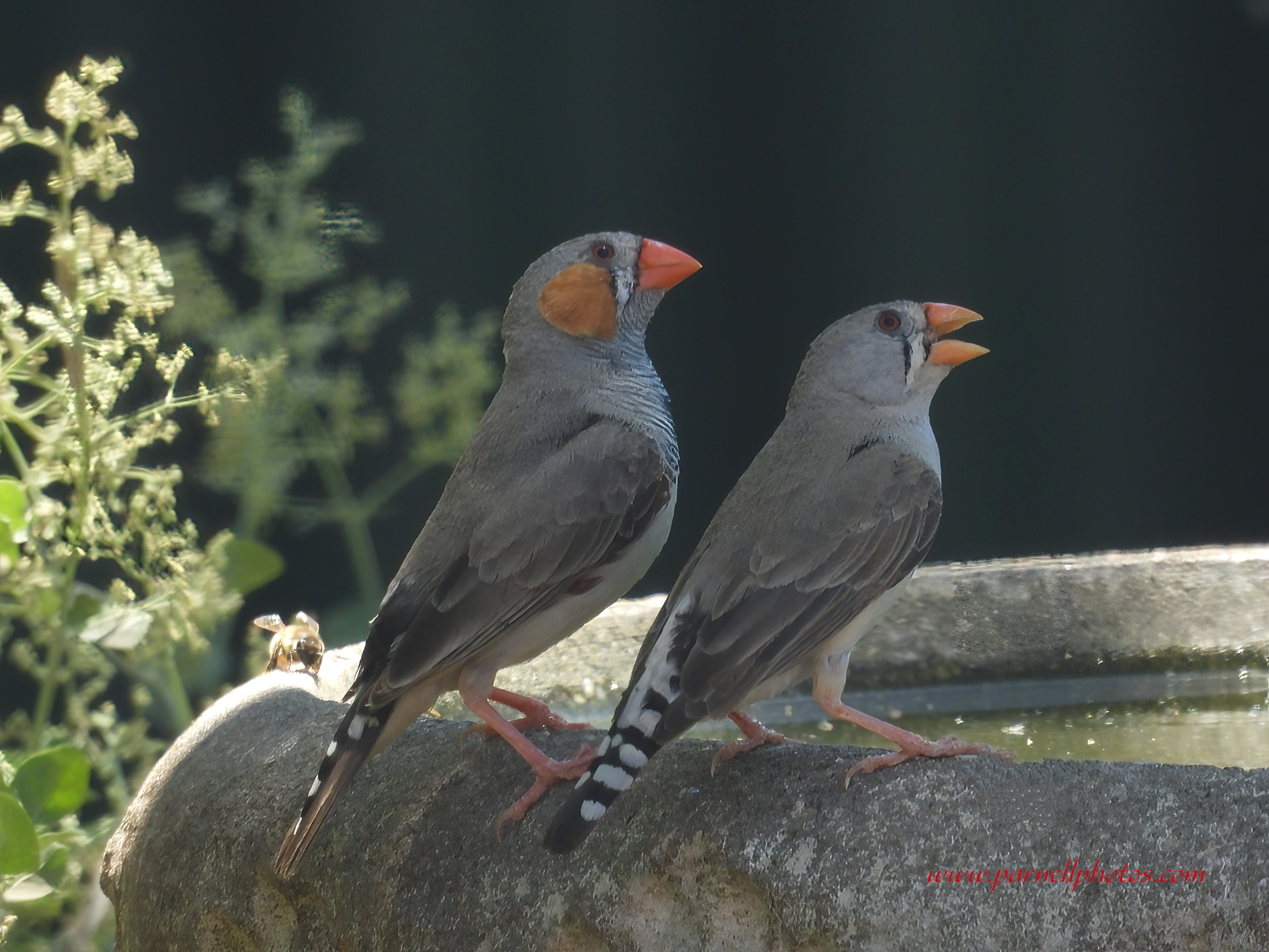 Adult Australian Zebra Finch