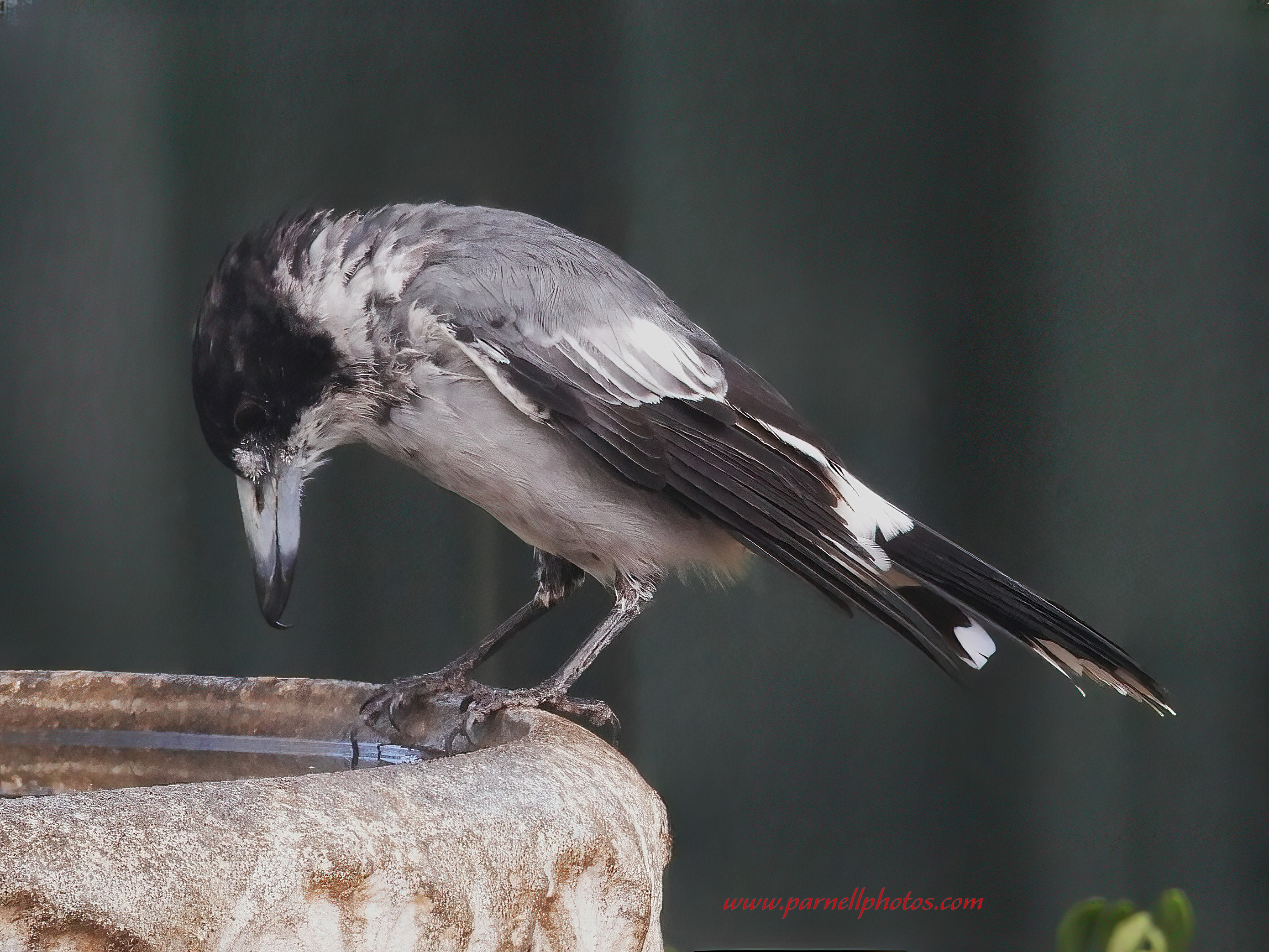 Adult Grey Butcherbird