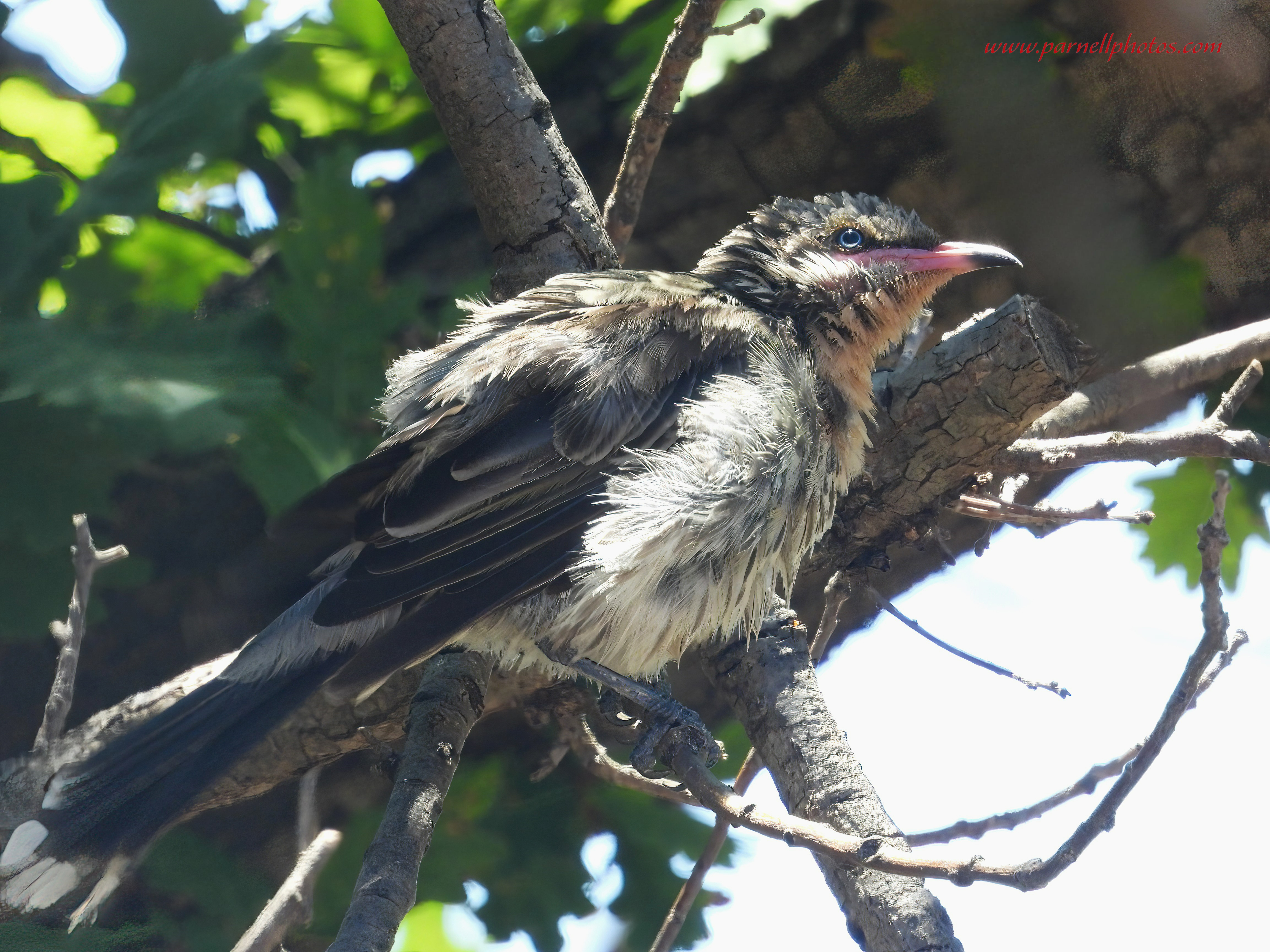 Spiny-cheeked Honeyeater After Bath