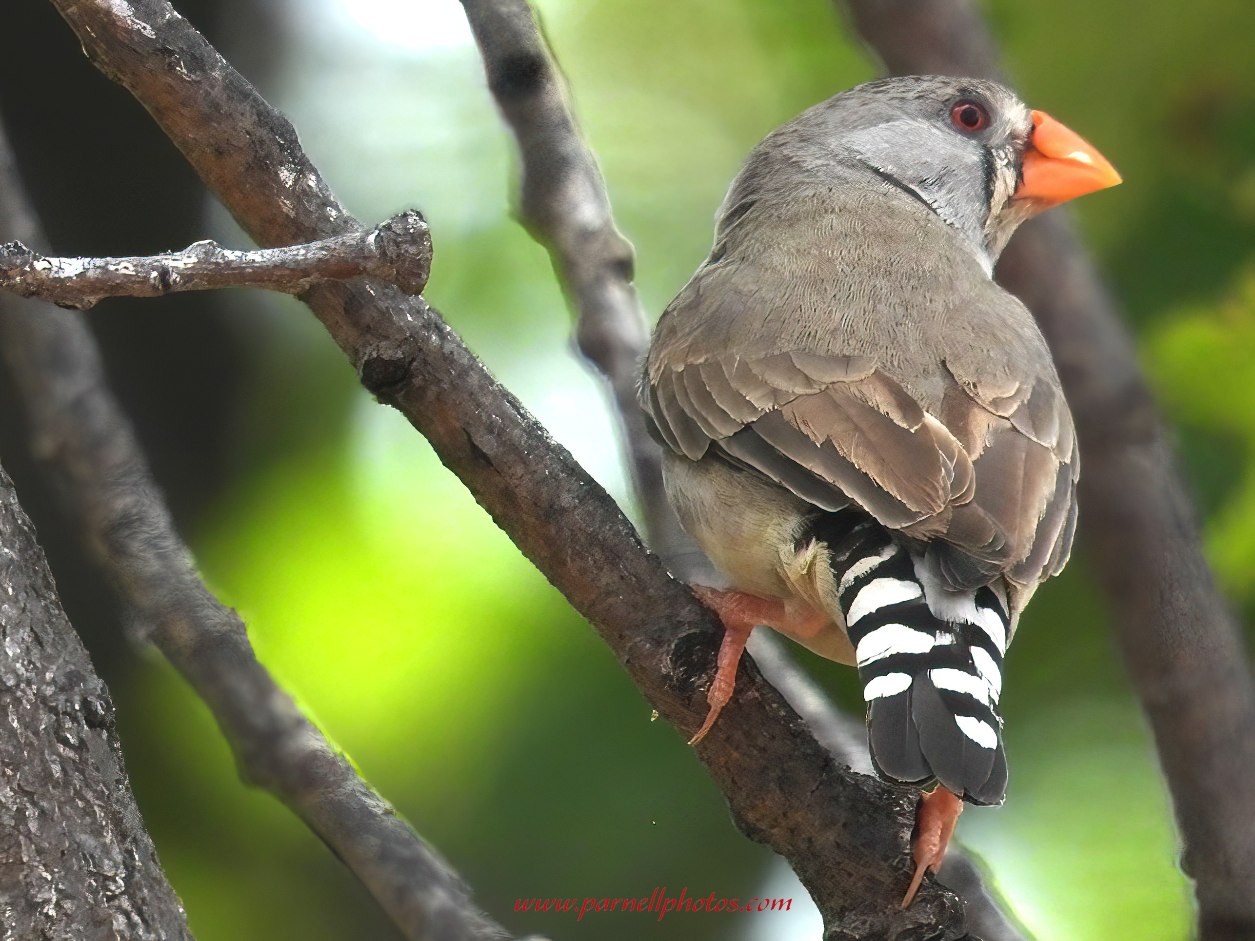 Australian Zebra Finch in Tree