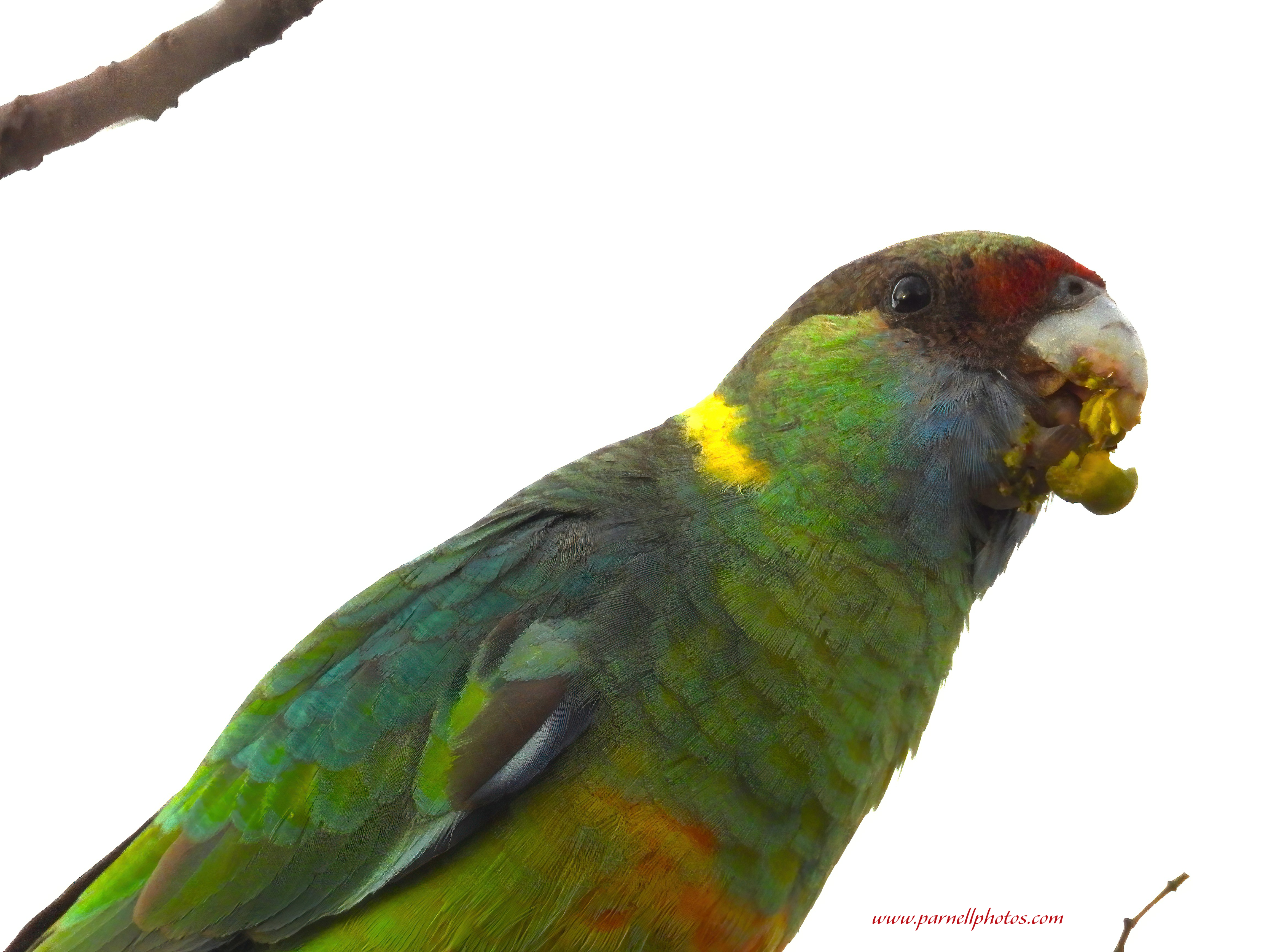 Mallee Ringneck Parrot Eating