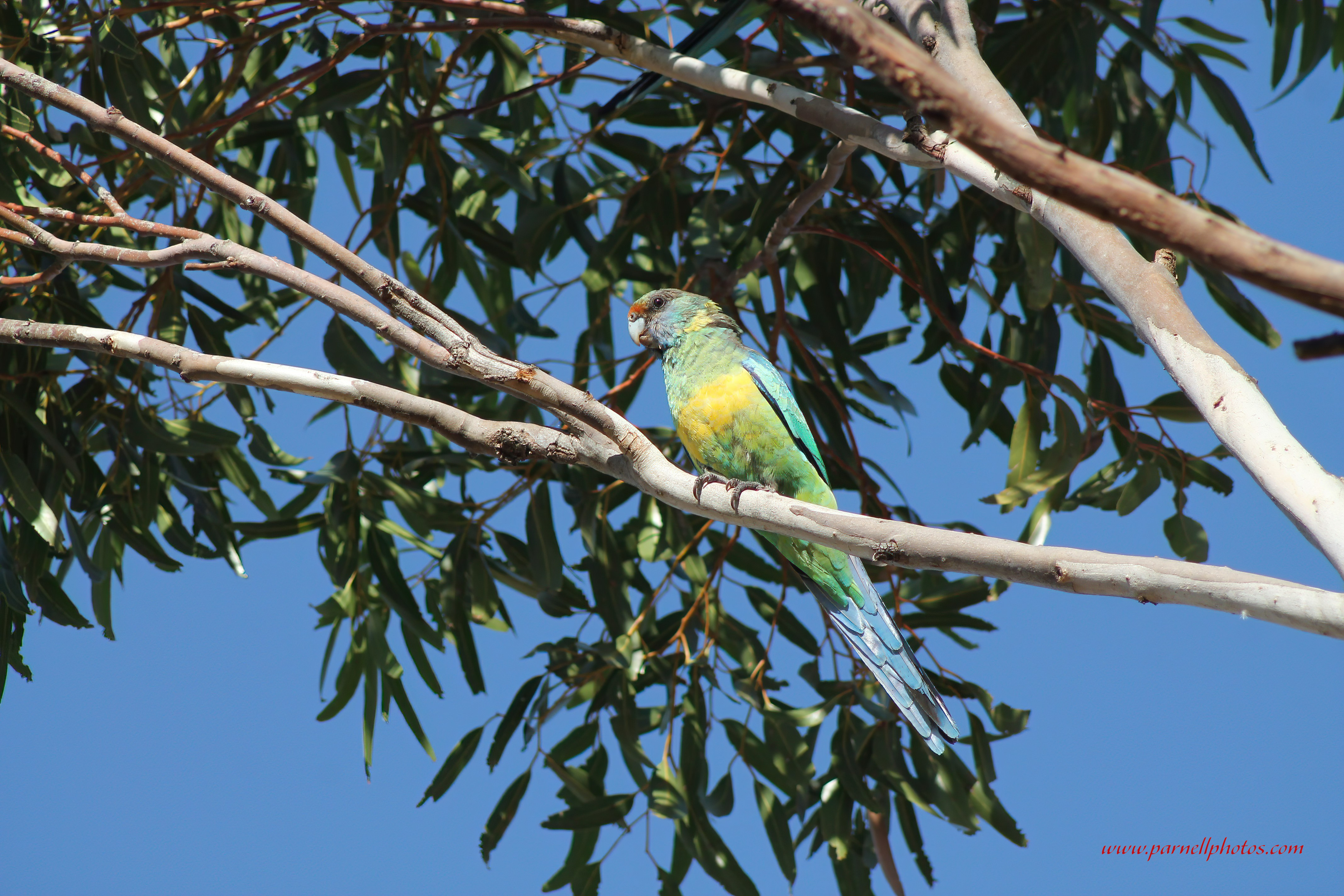 Mallee Ringneck on Limb