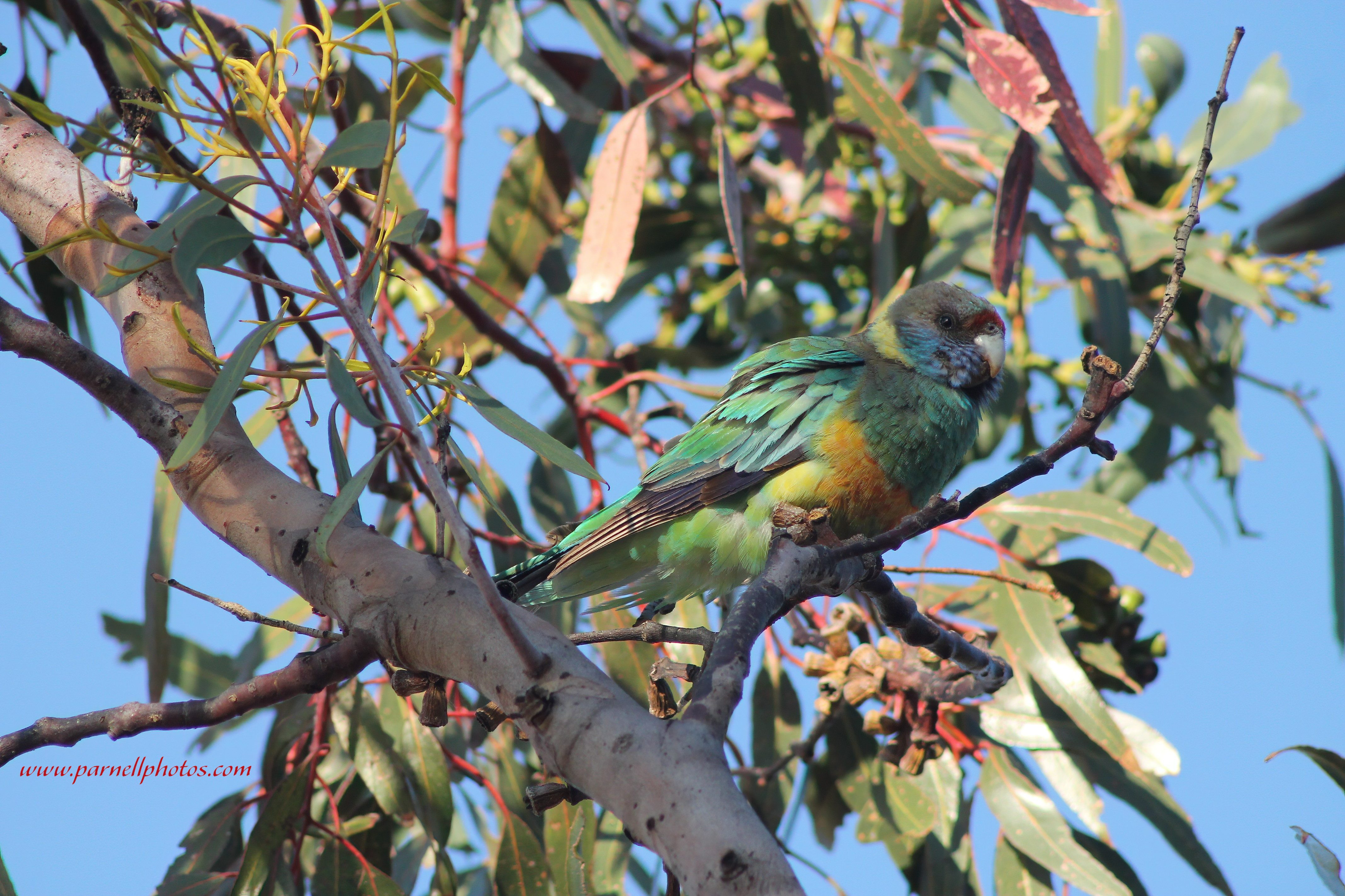 Mallee Ringneck in Tree