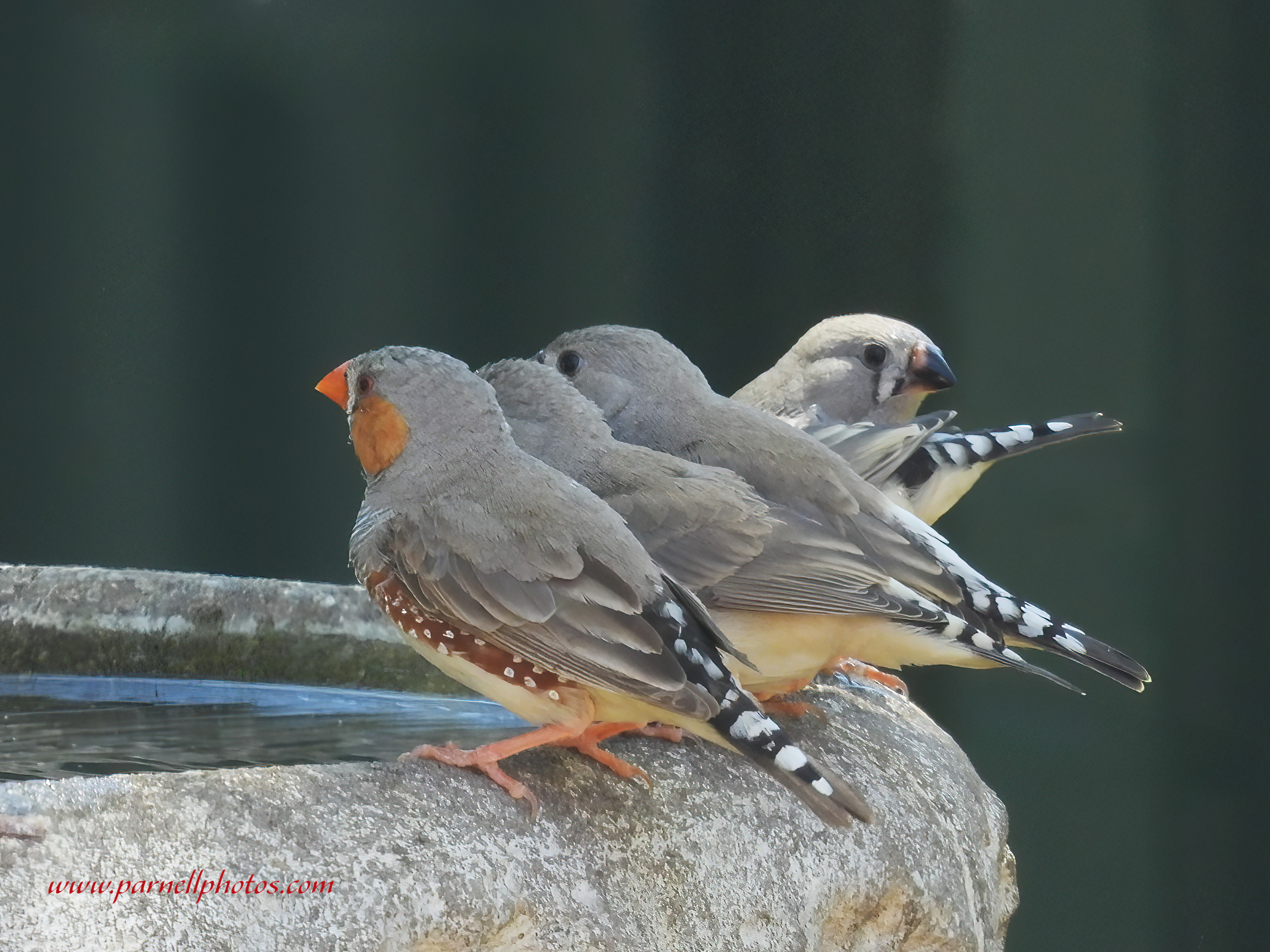 Australian Zebra Finch Family