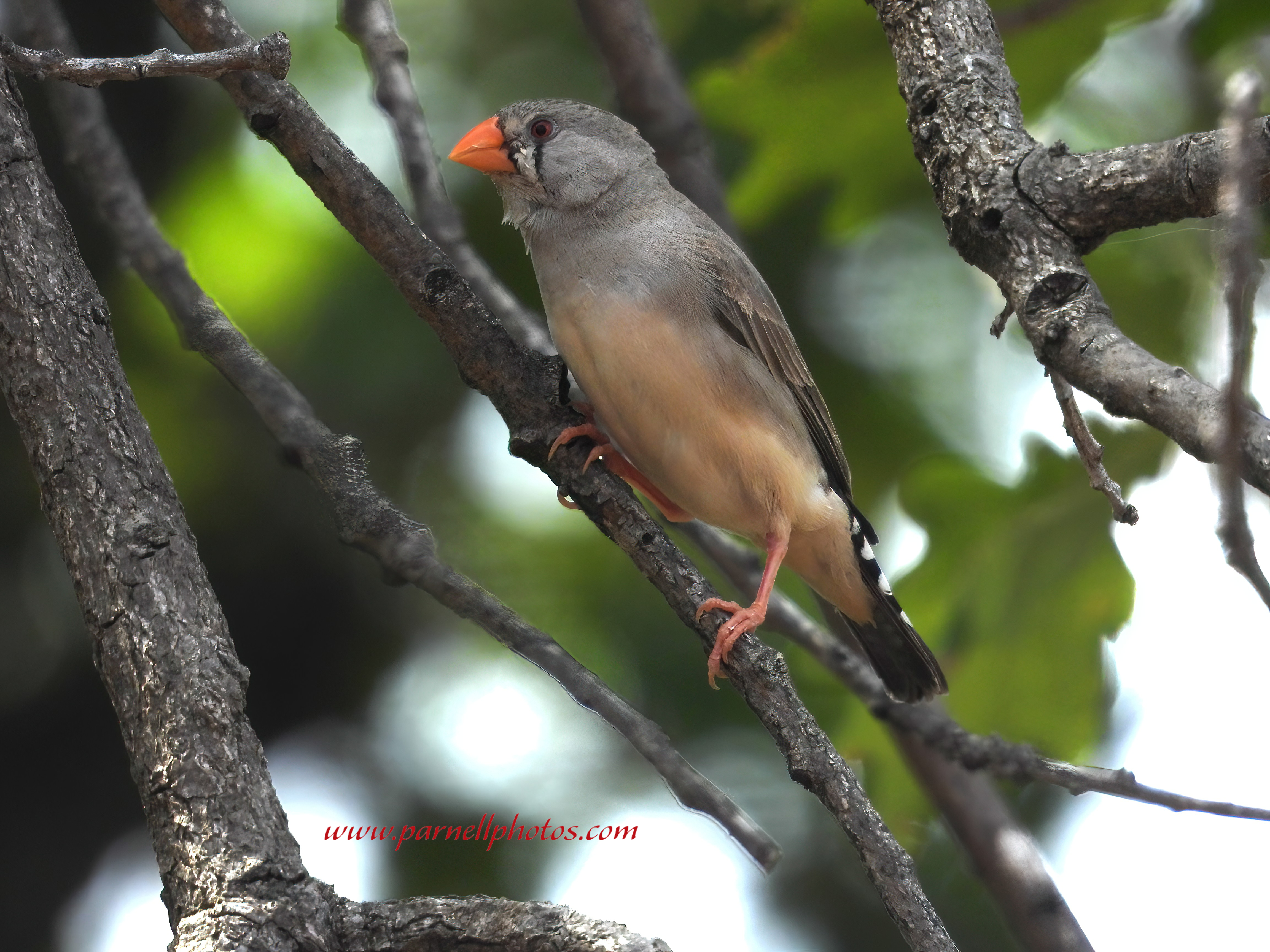 Female Australian Zebra Finch