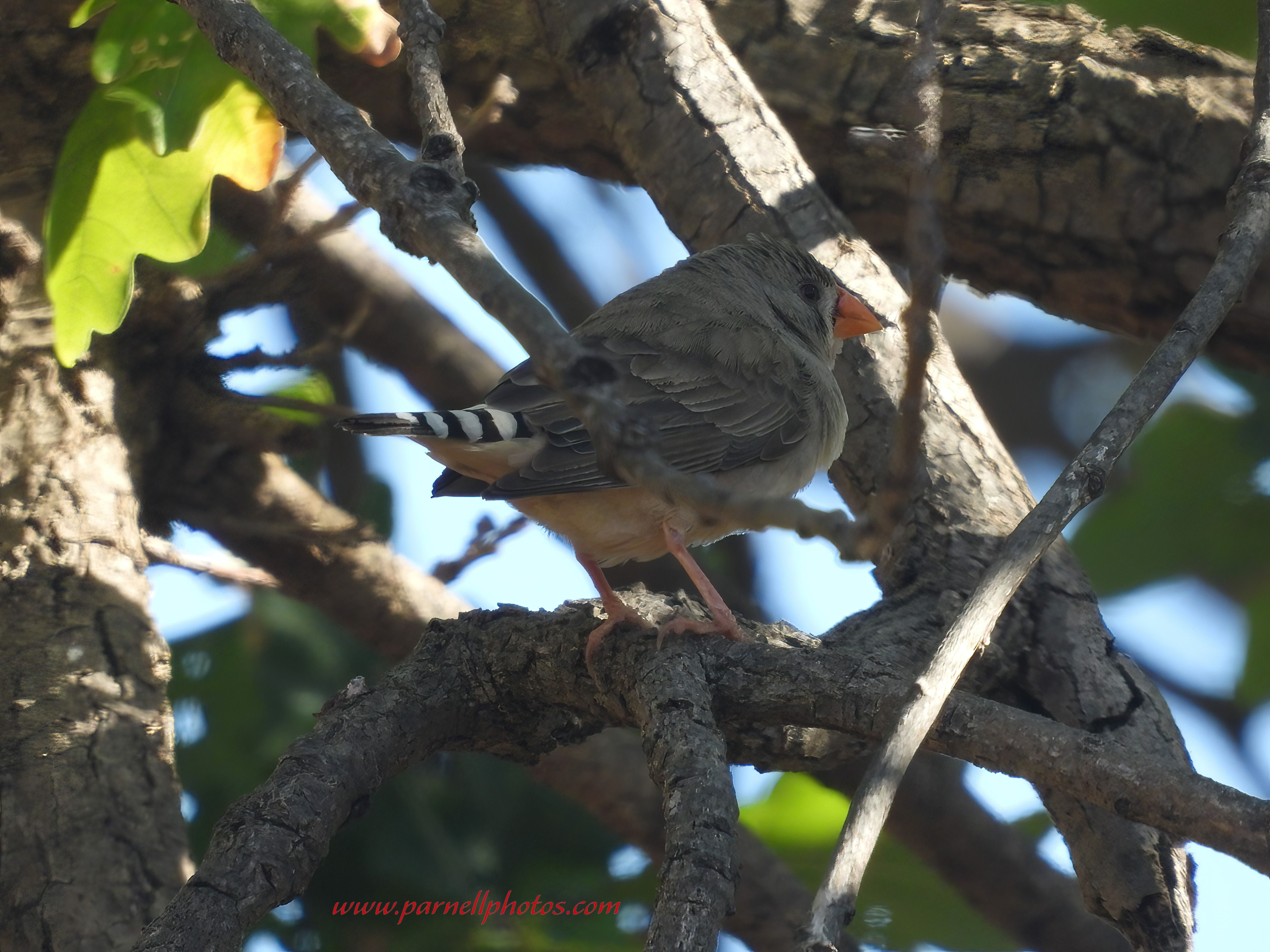 Australian Zebra Finch in Shade