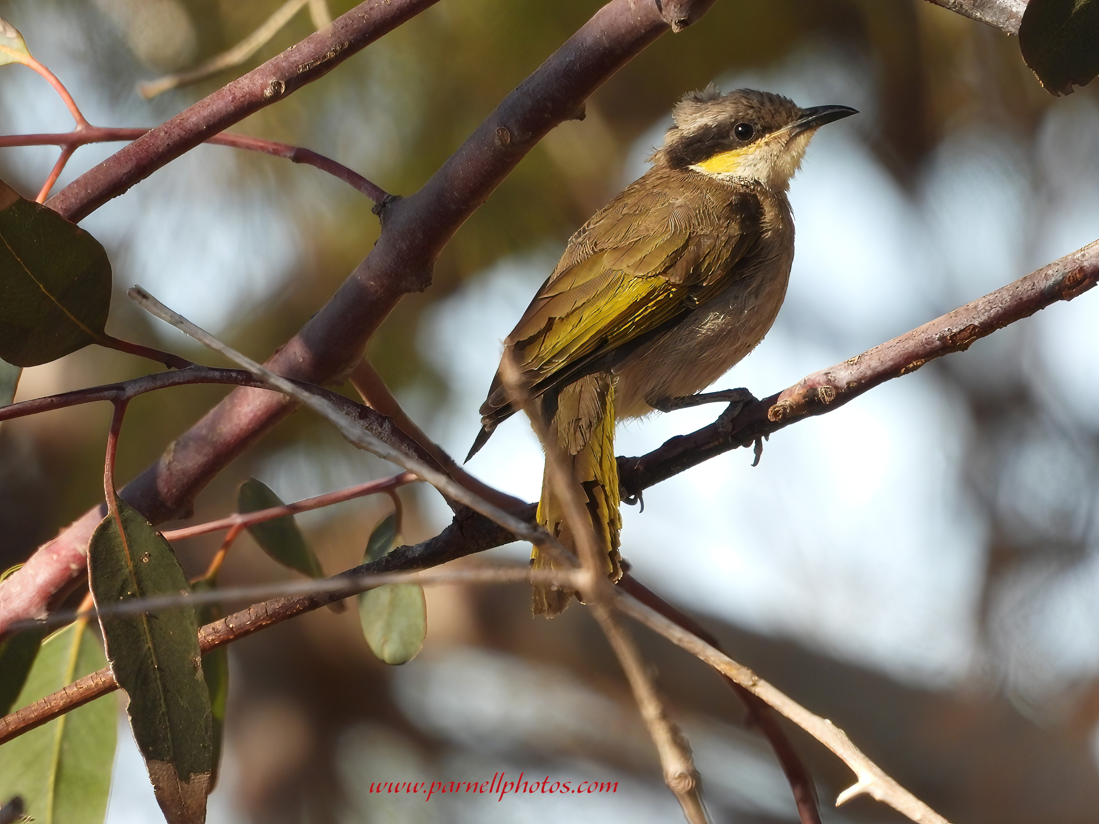 Beautiful Singing Honeyeater