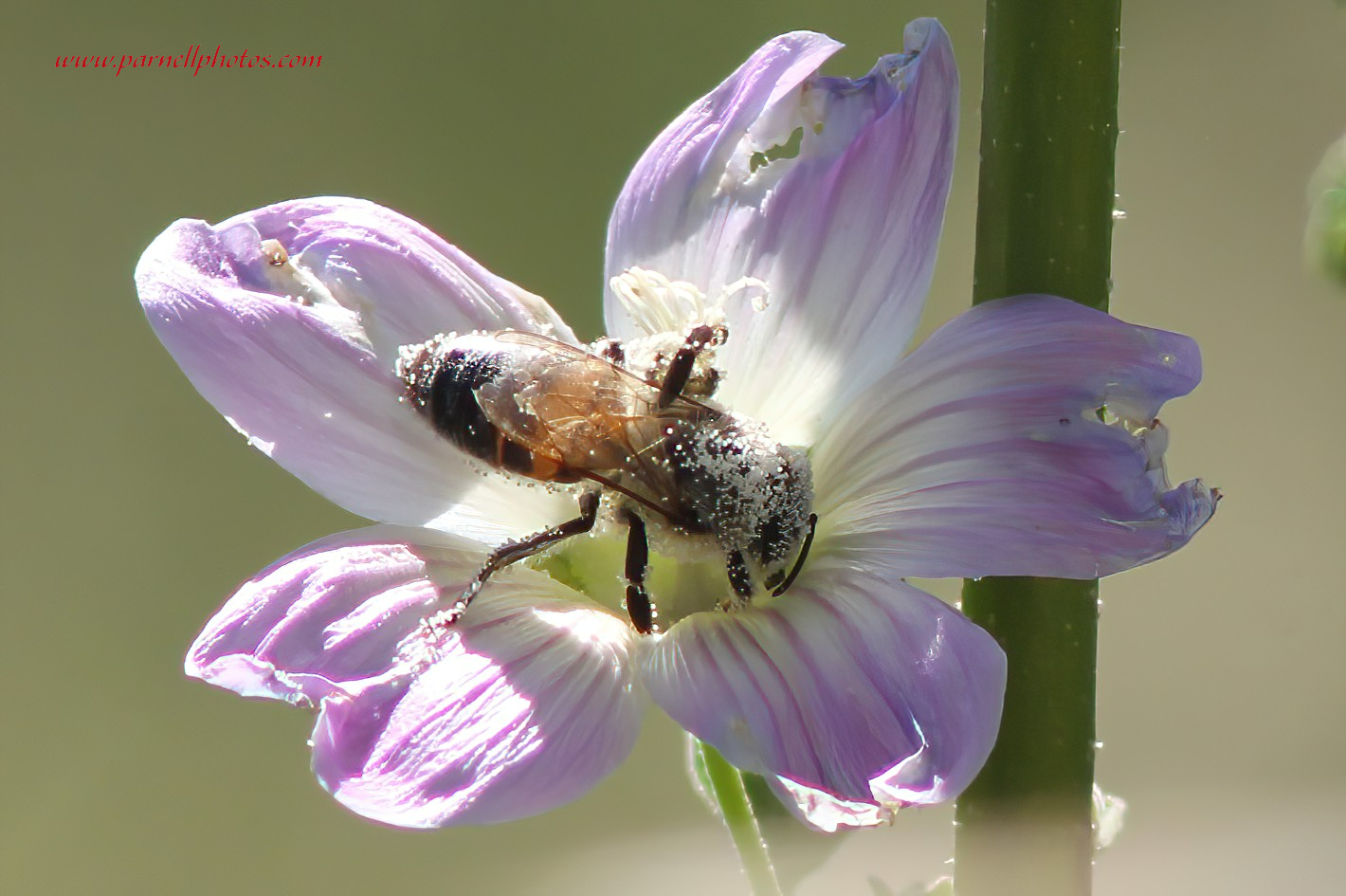 Bee Covered in Pollen