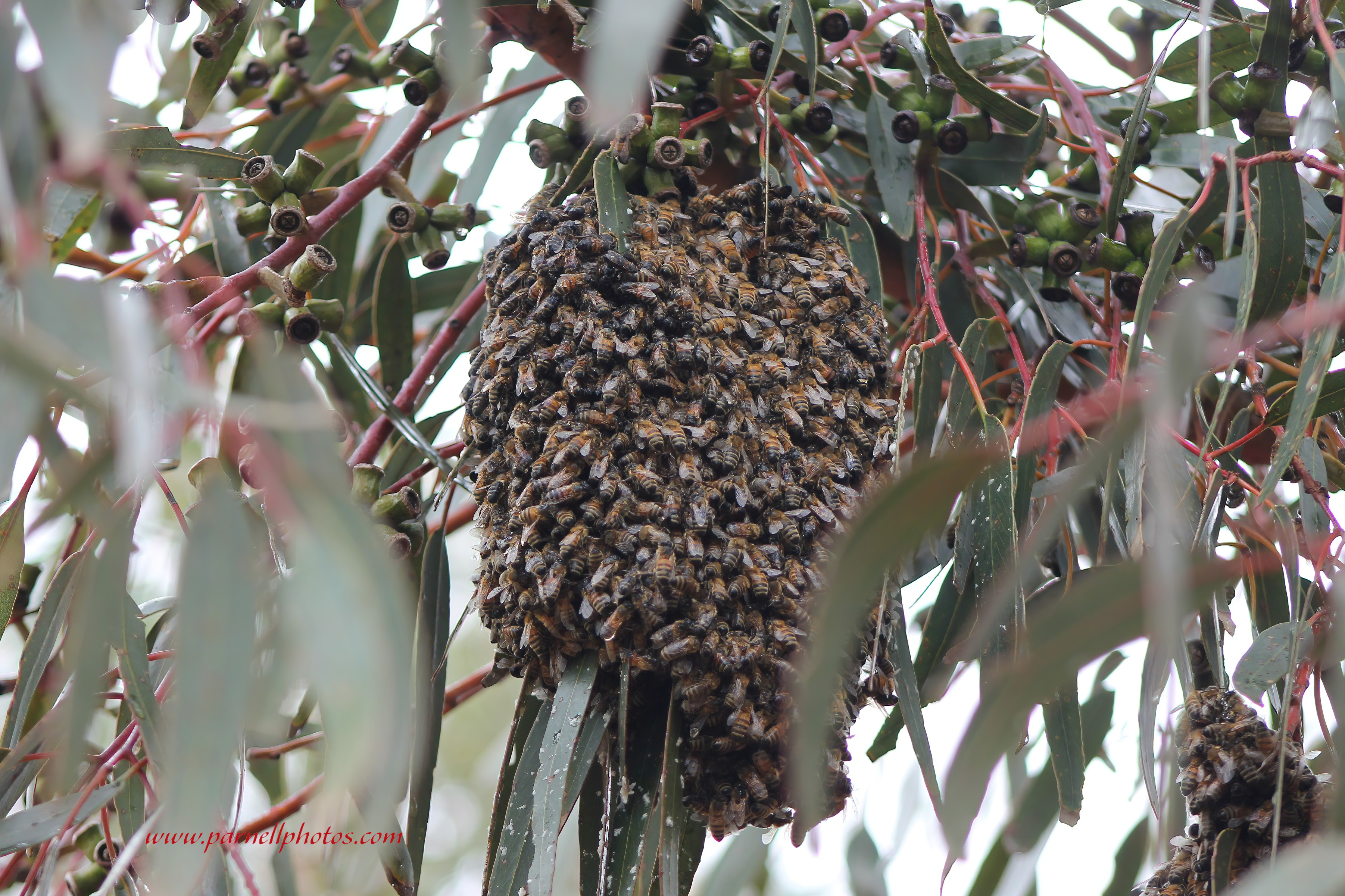 Bee Hive