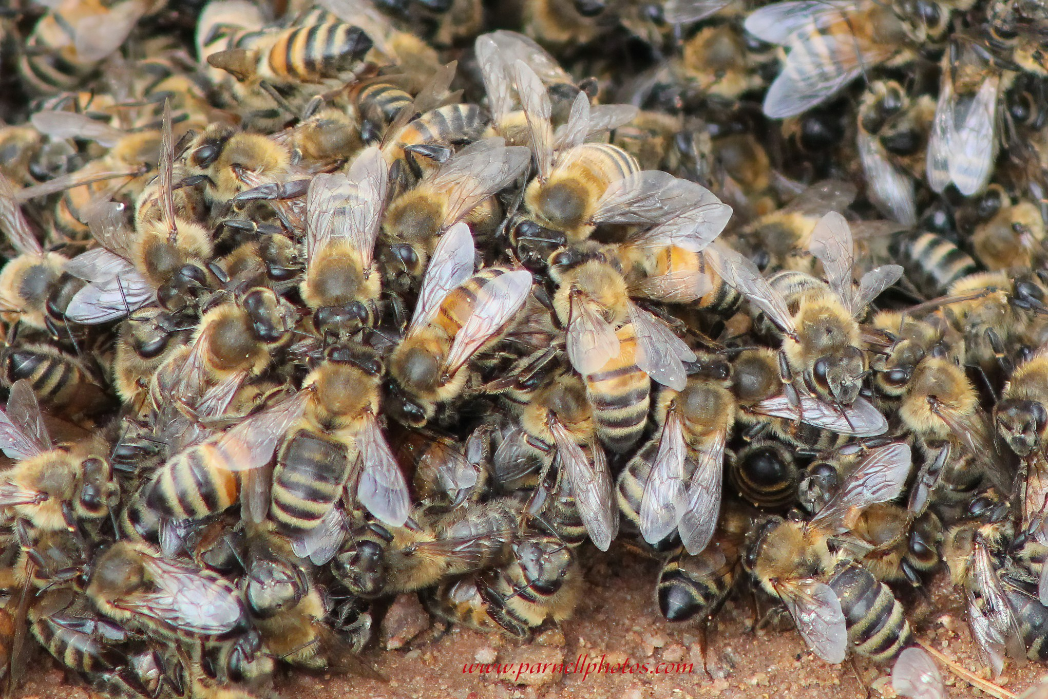 Bee Huddle