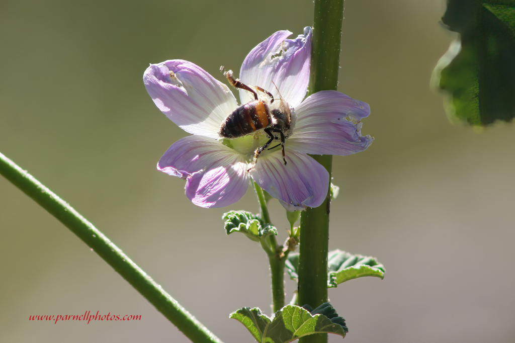 Bee in Pink Flower