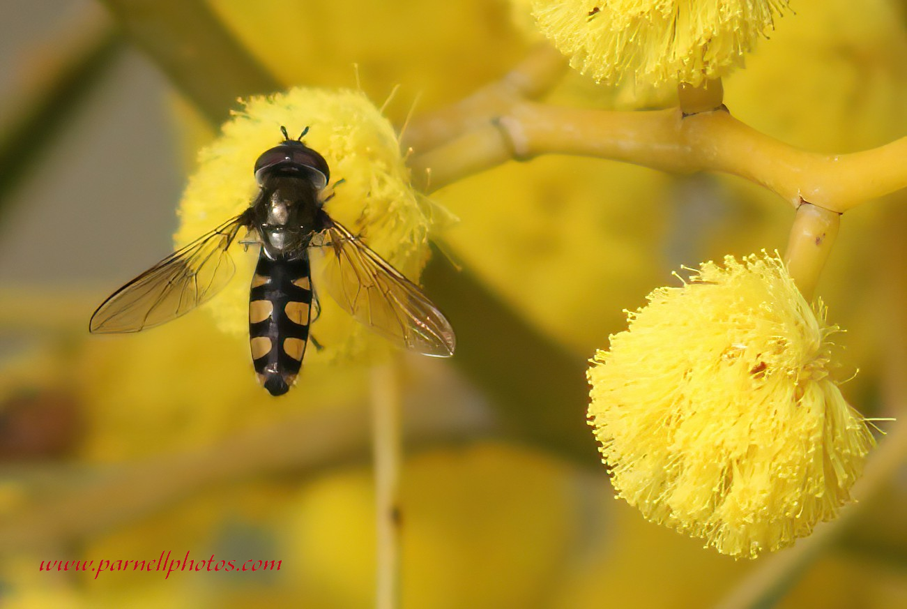 Bee on Wattle Tree