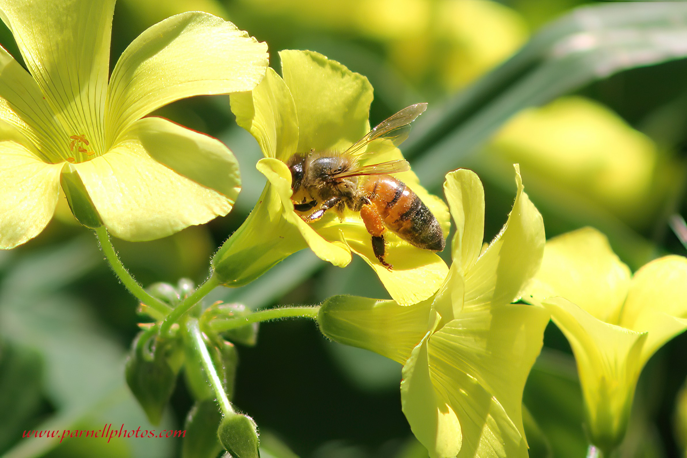 Bee in Soursob Flower