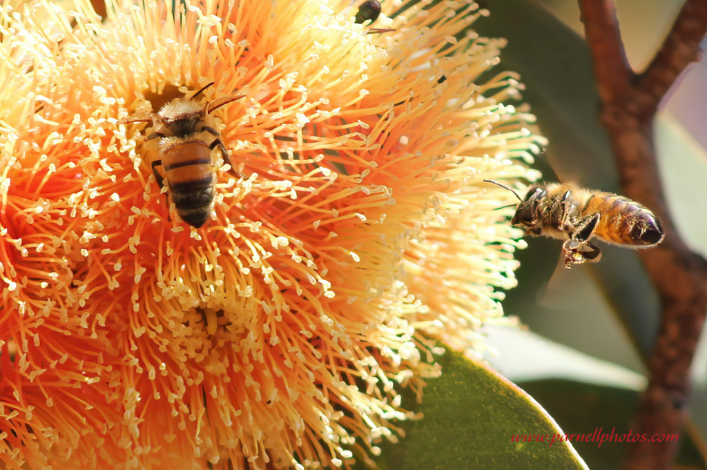 Bees Love Gum Blossoms