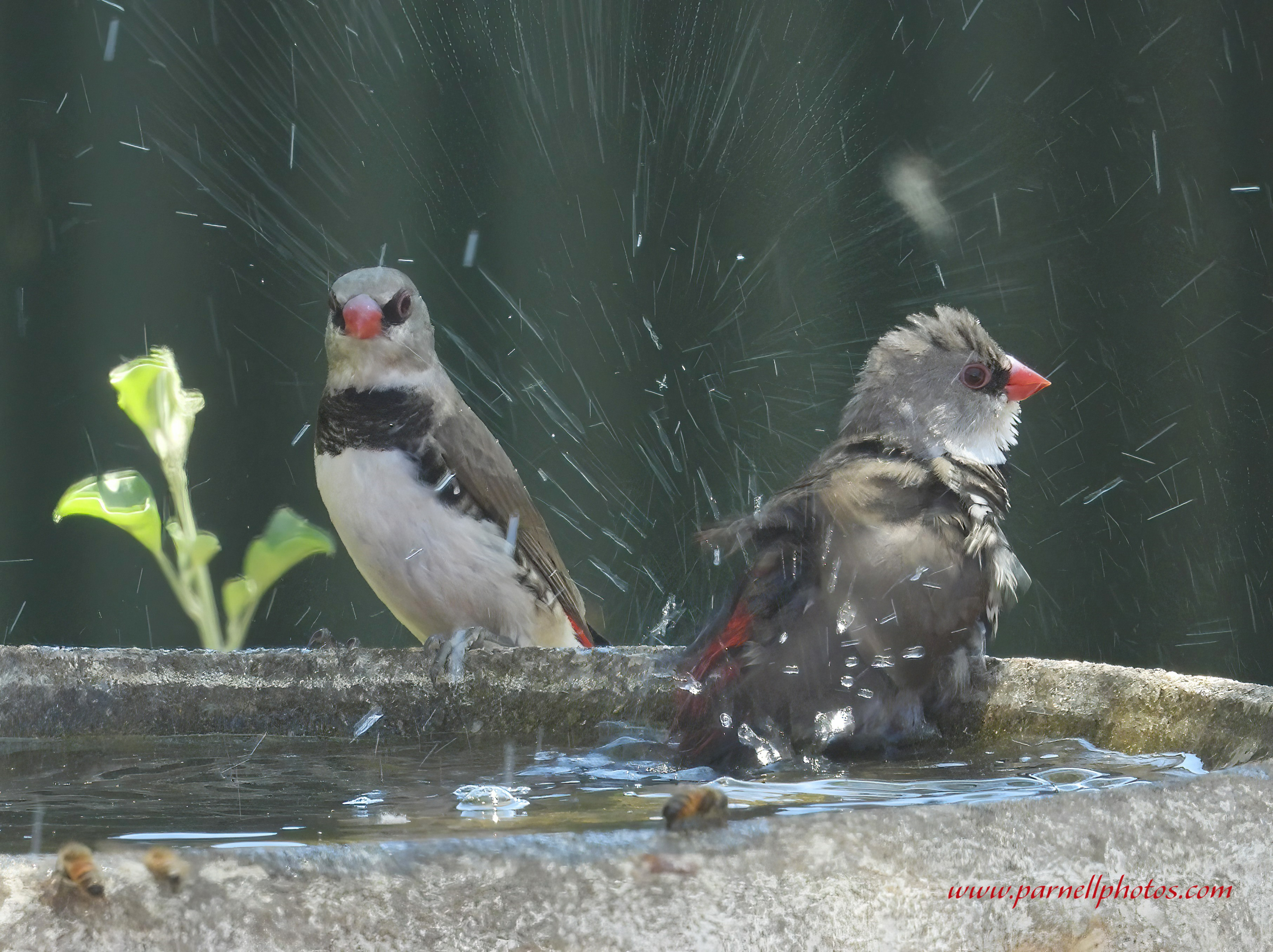 Bird Bath Fun Diamond Firetails