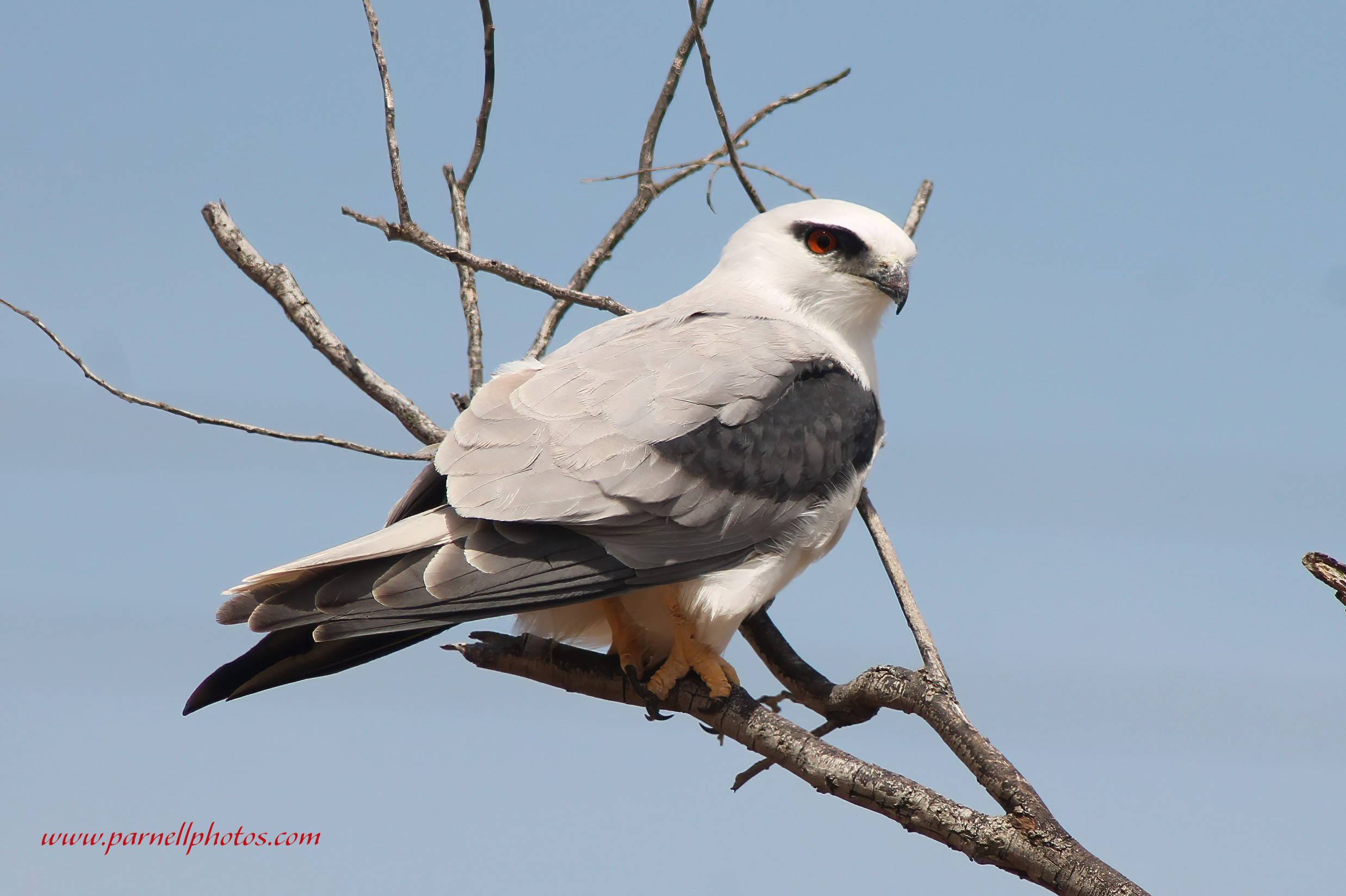 Black-shouldered Kite Again