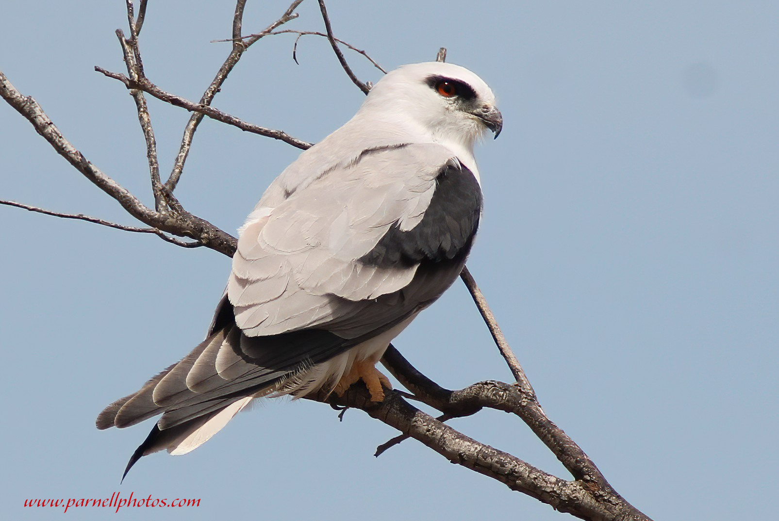 Black-shouldered Kite Close Up