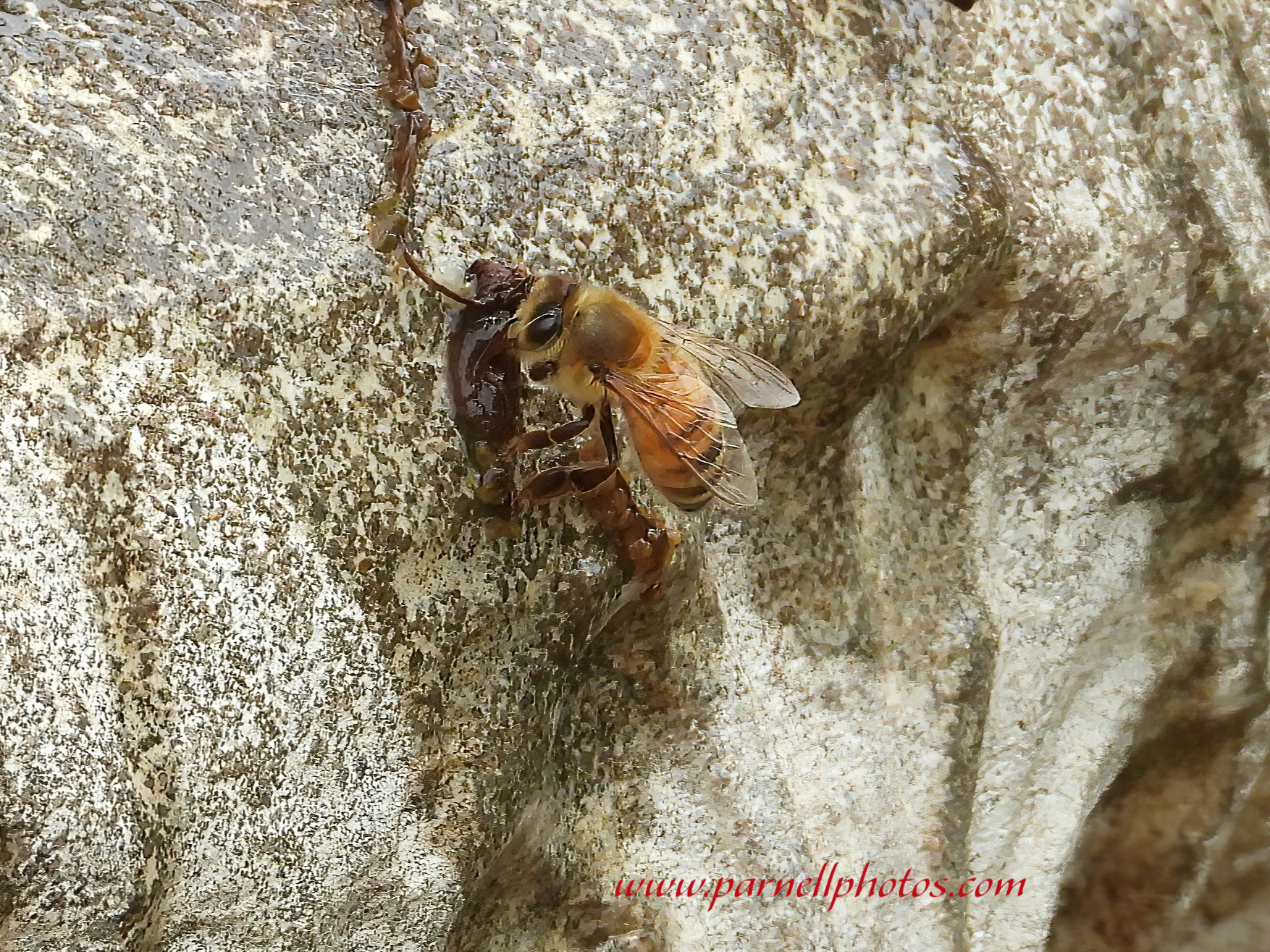 Bee on Bird Bath