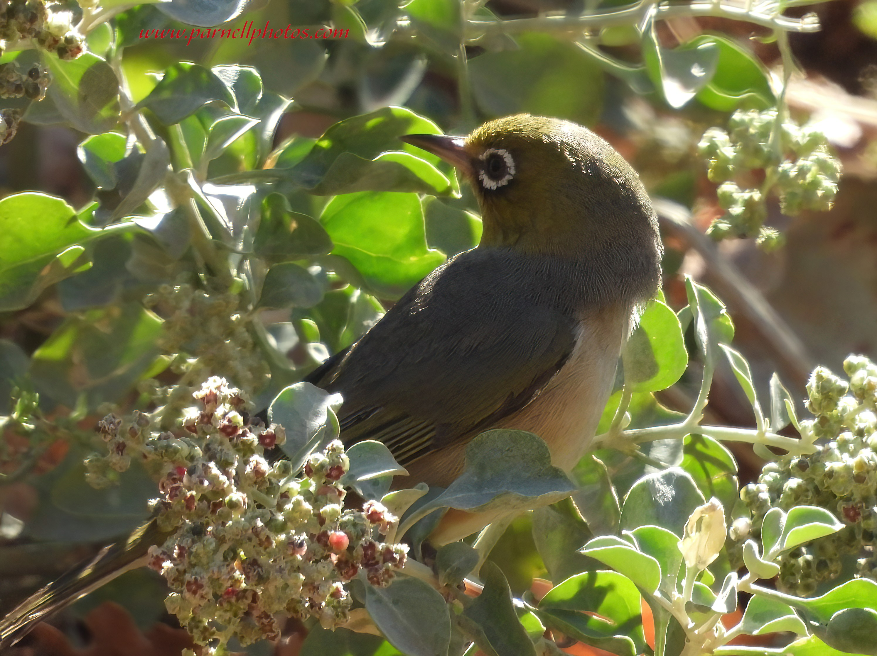 Busy Silvereye