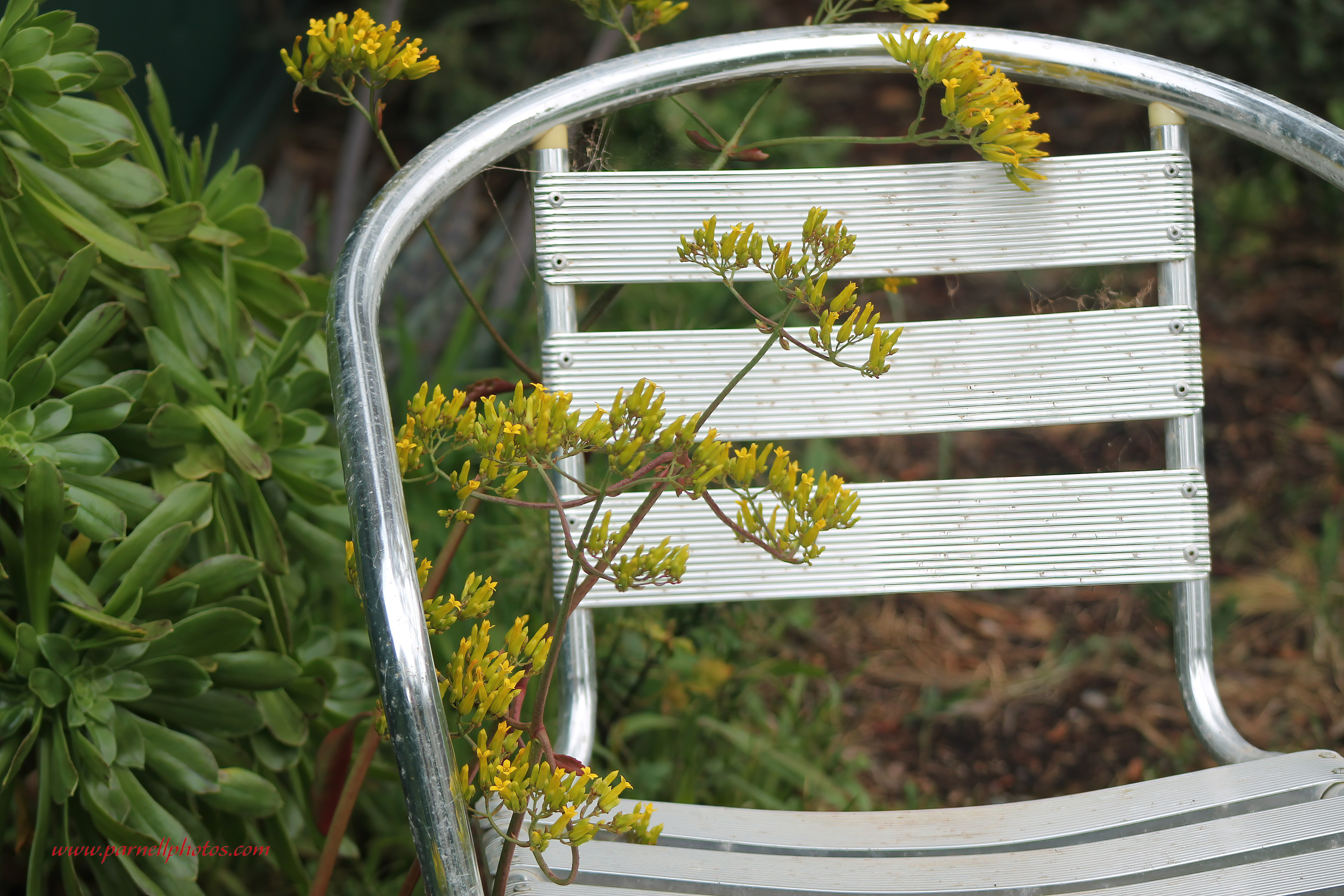 Chair with Yellow Flower 