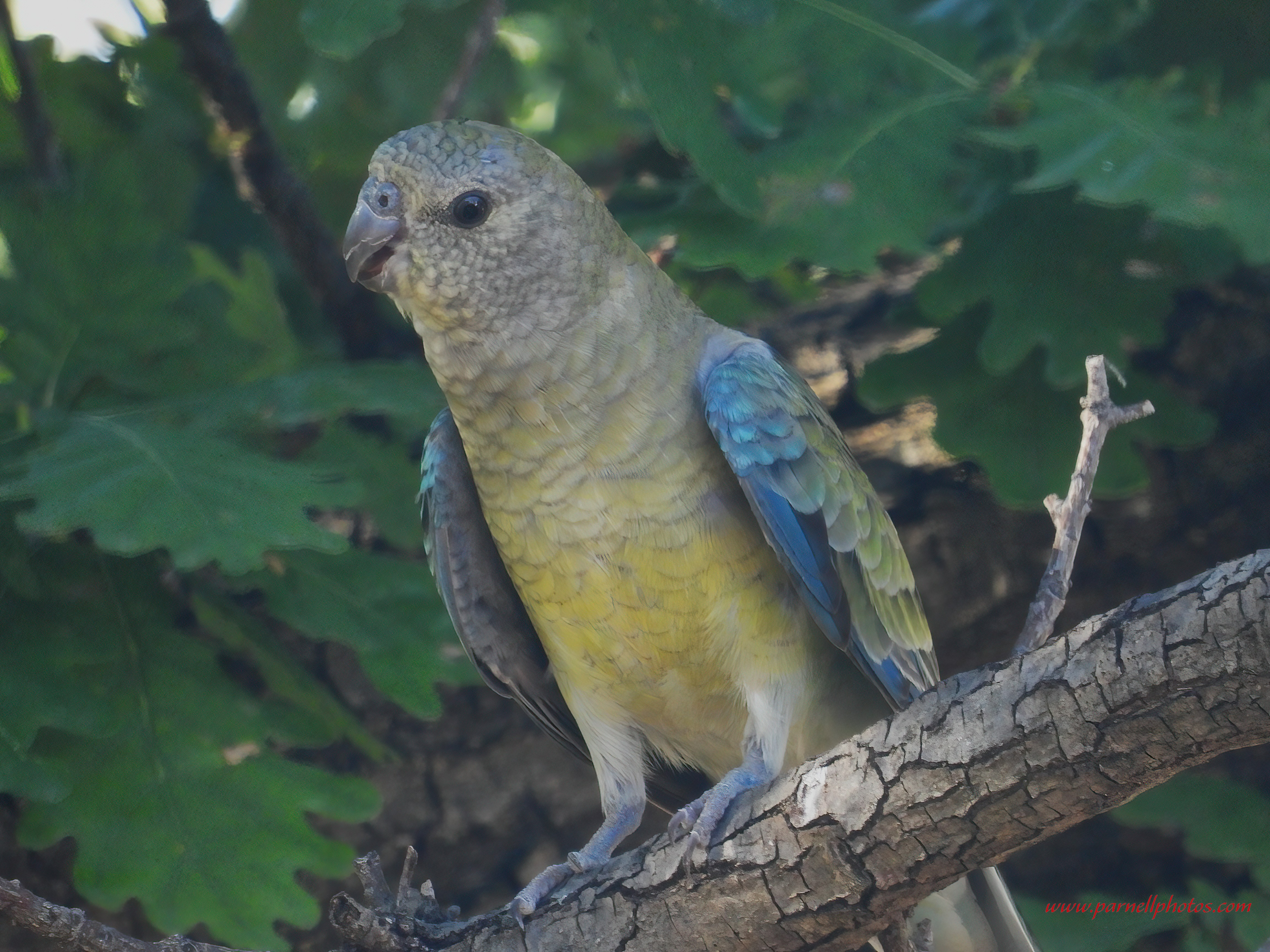 Closeup Female Red-rumped Parrot