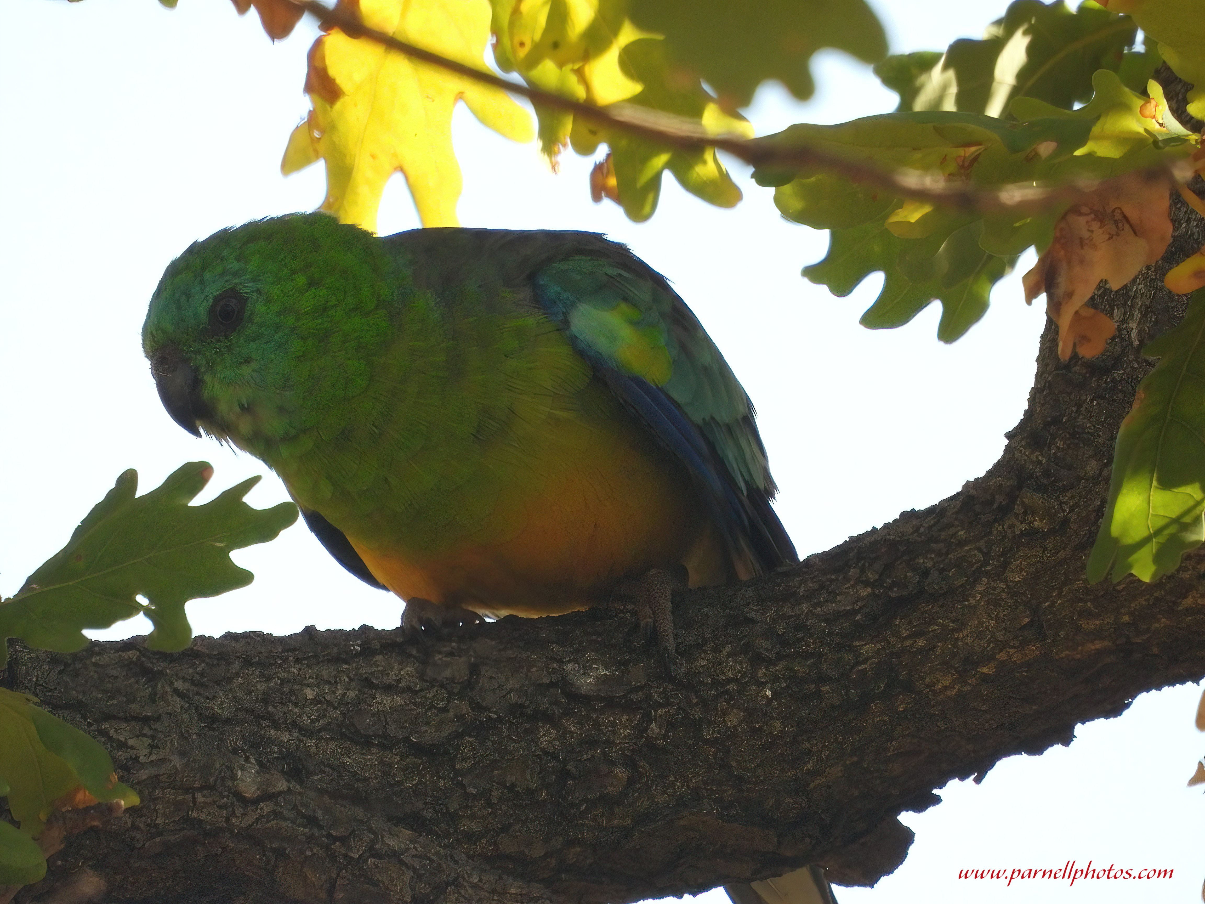 Closeup Male Red-rumped Parrot