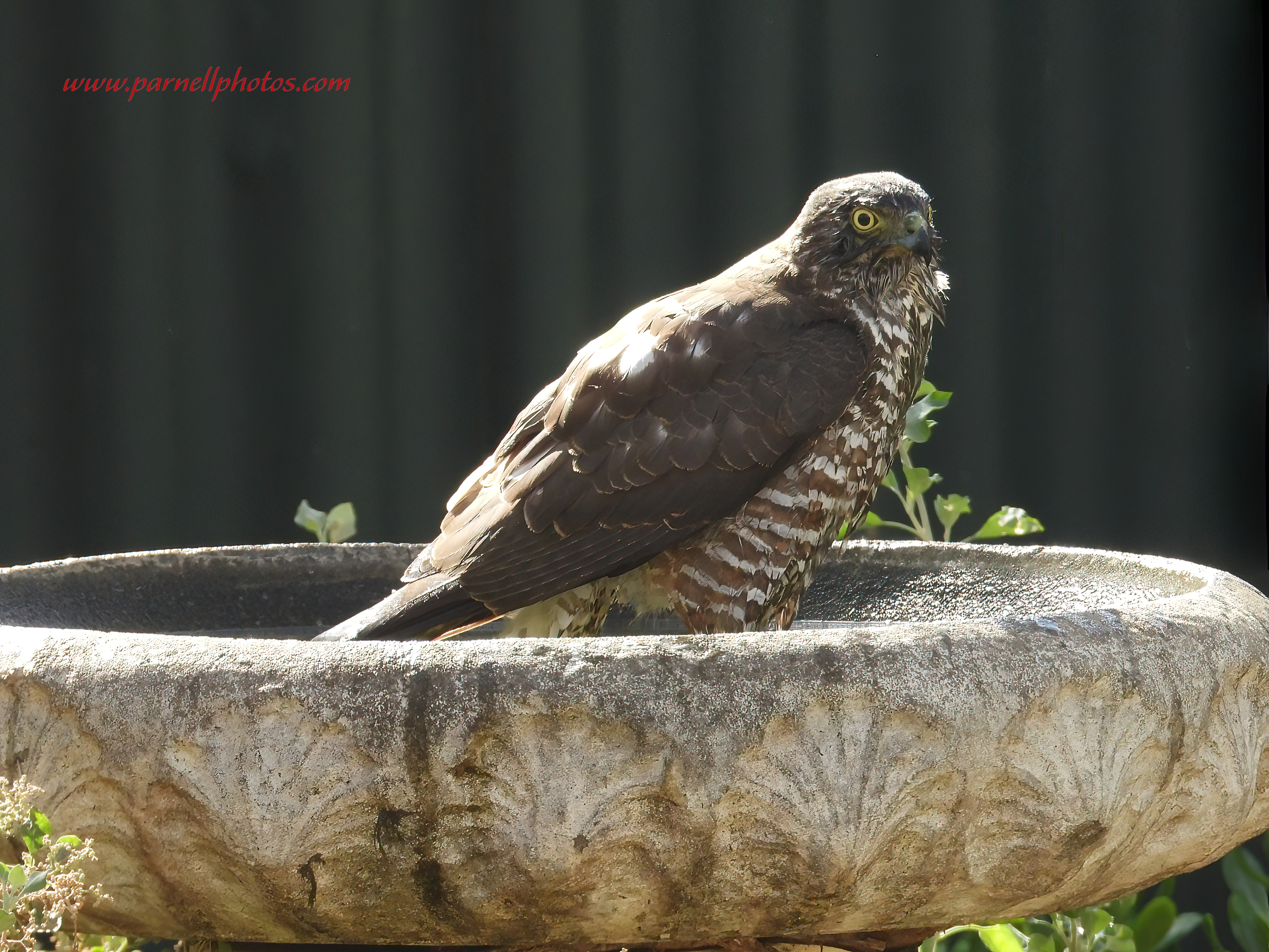 Collared Sparrowhawk After Bath