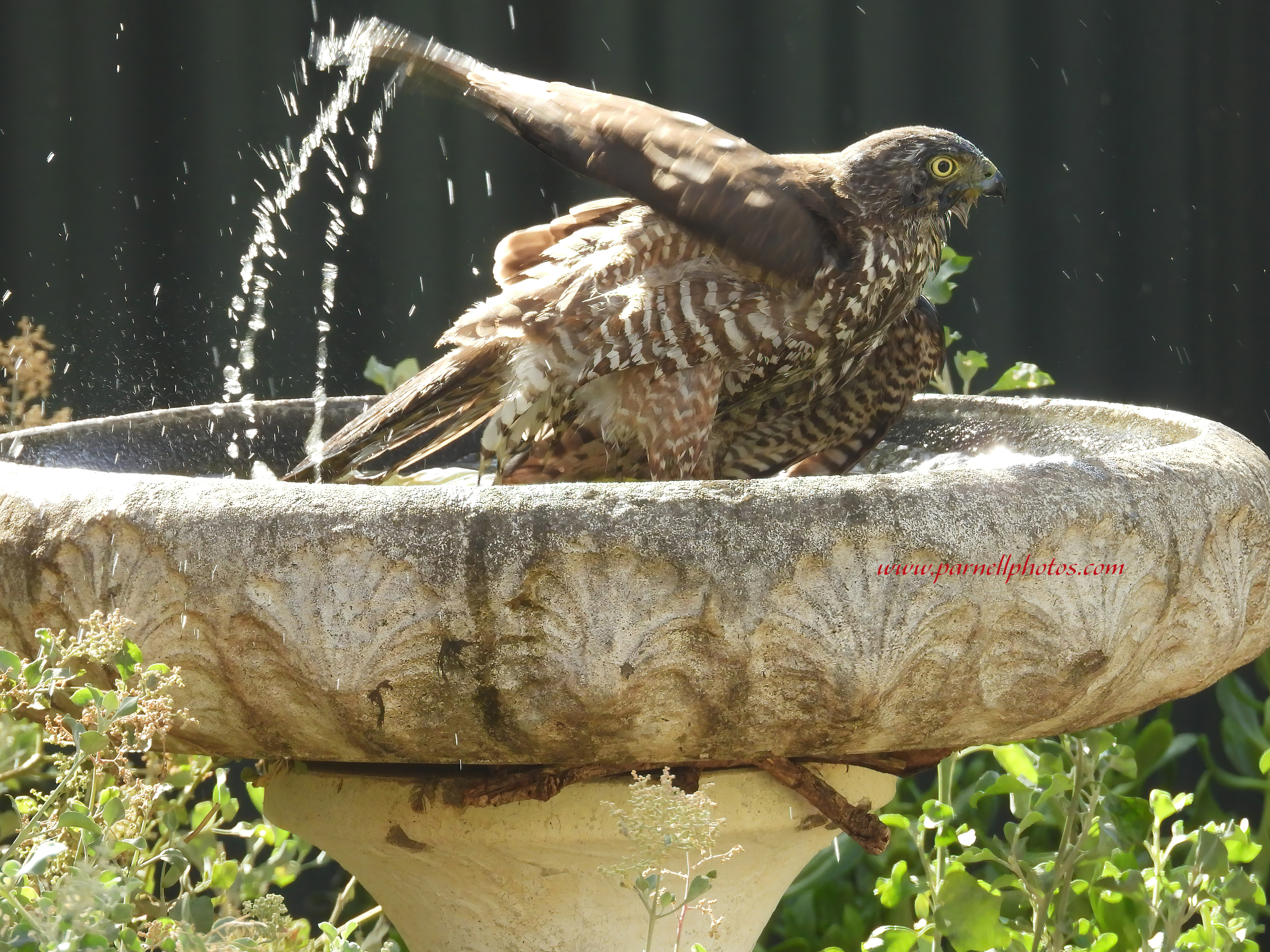 Collared Sparrowhawk Bath Time