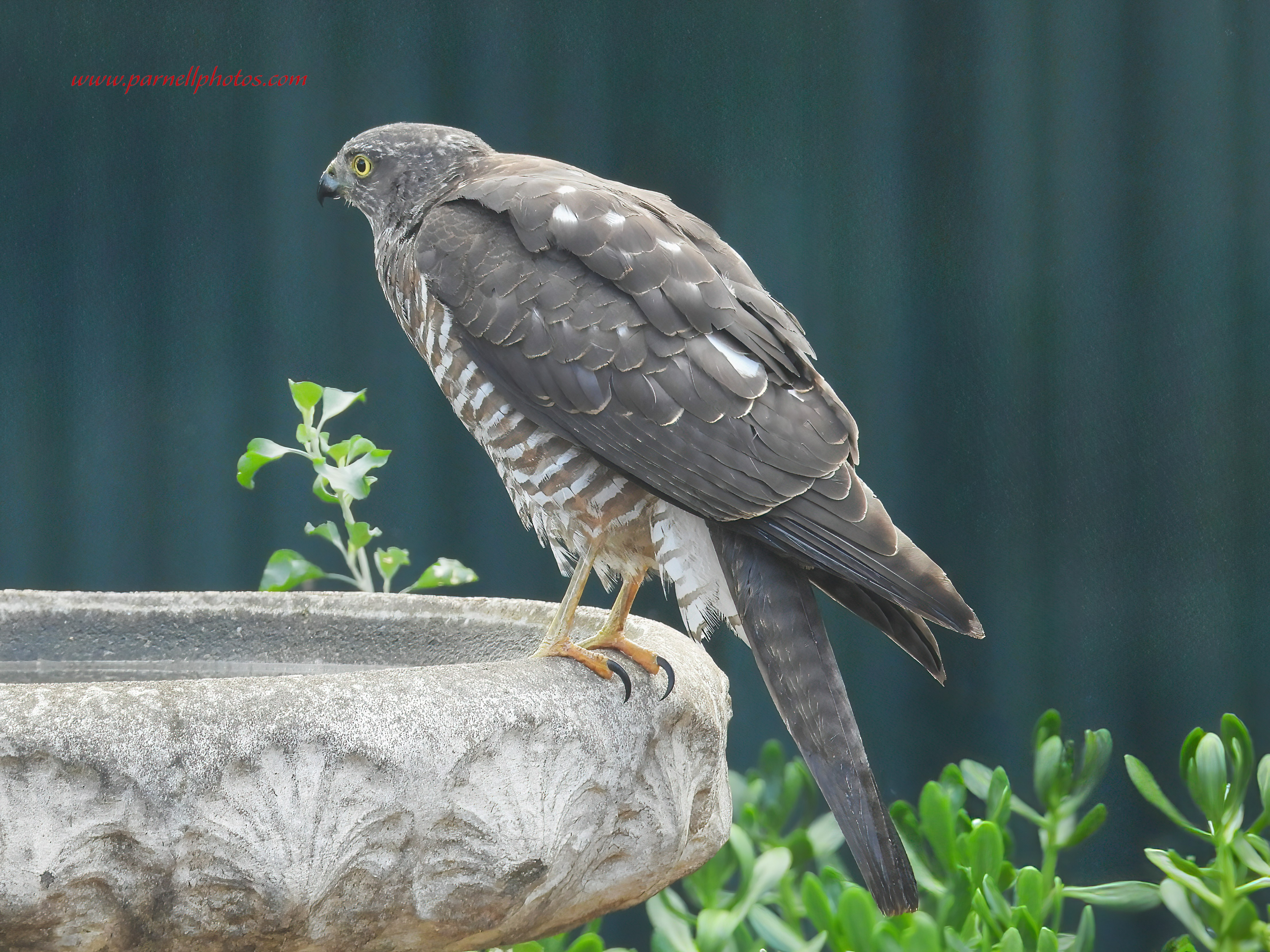 Collared Sparrowhawk Drinking