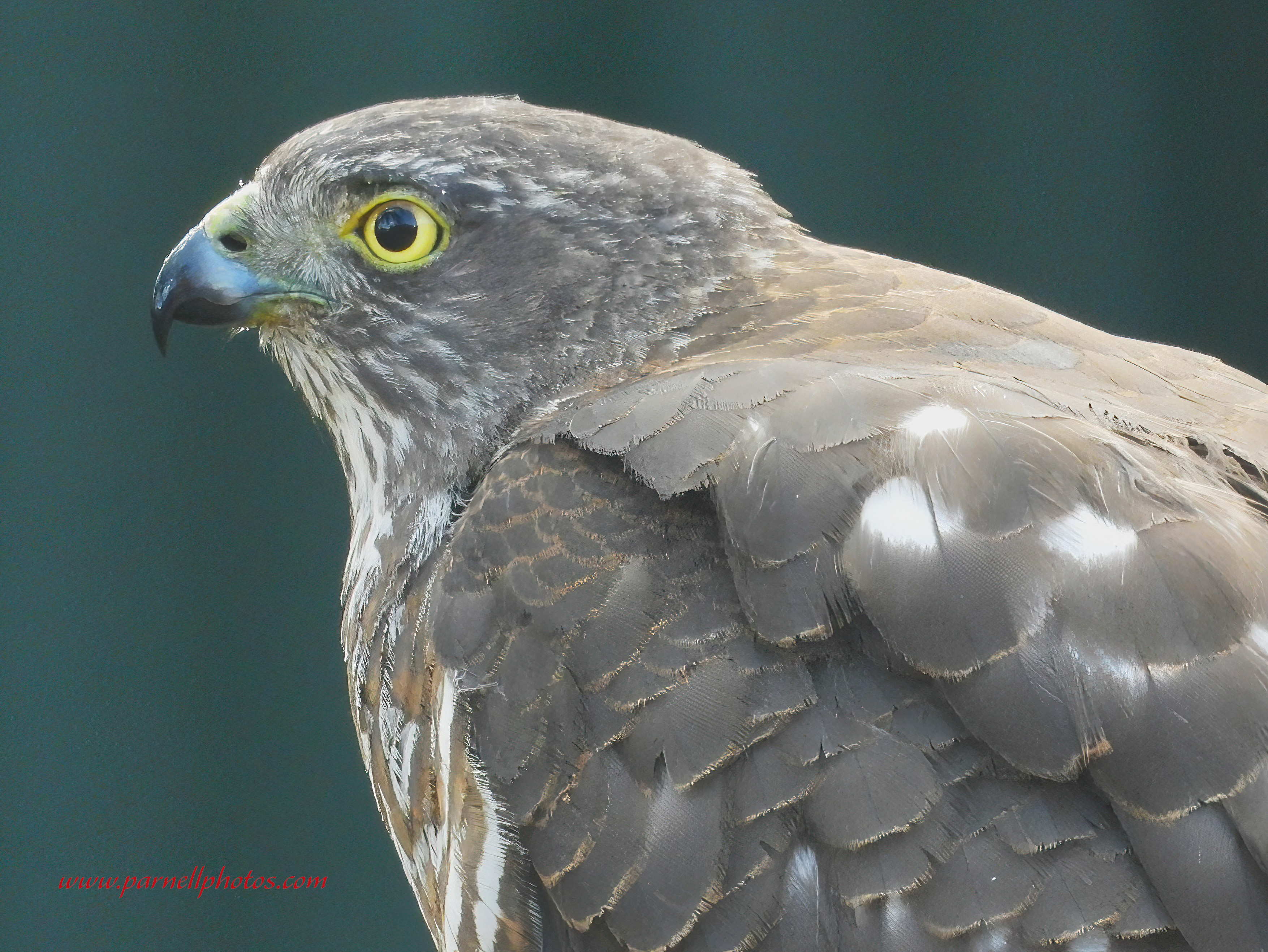 Collared Sparrowhawk Close-up