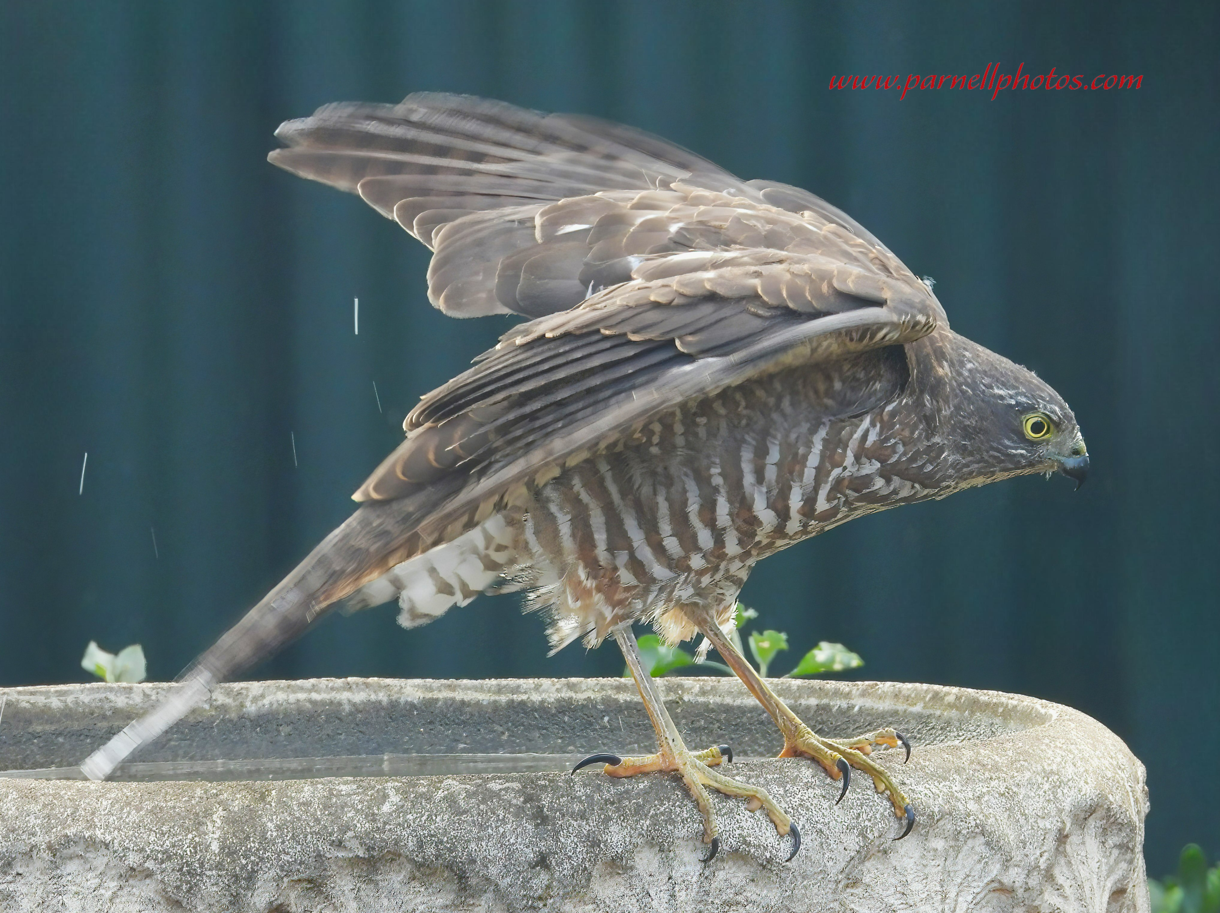 Collared Sparrowhawk Flexing