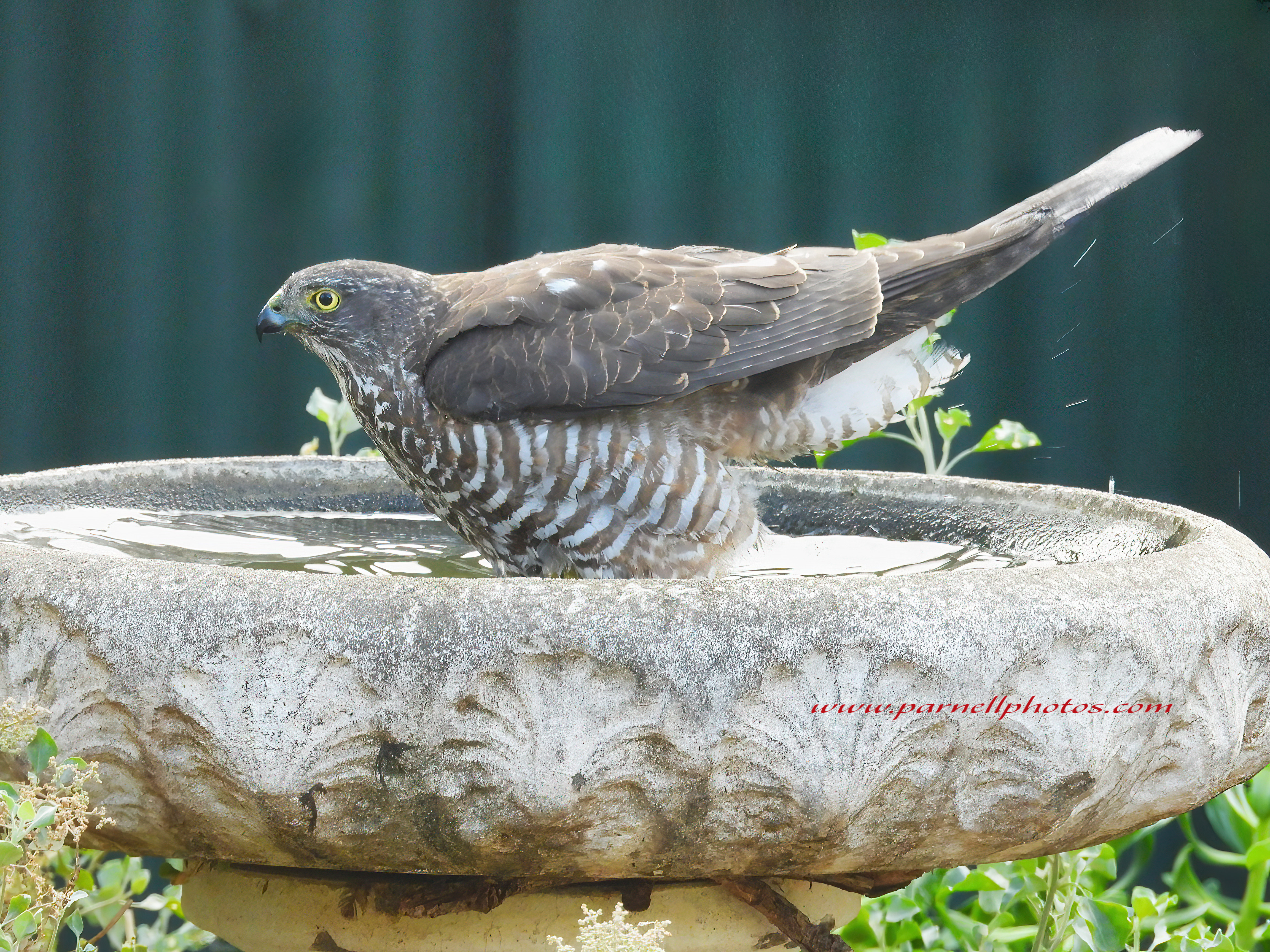 Collared Sparrowhawk in Bath