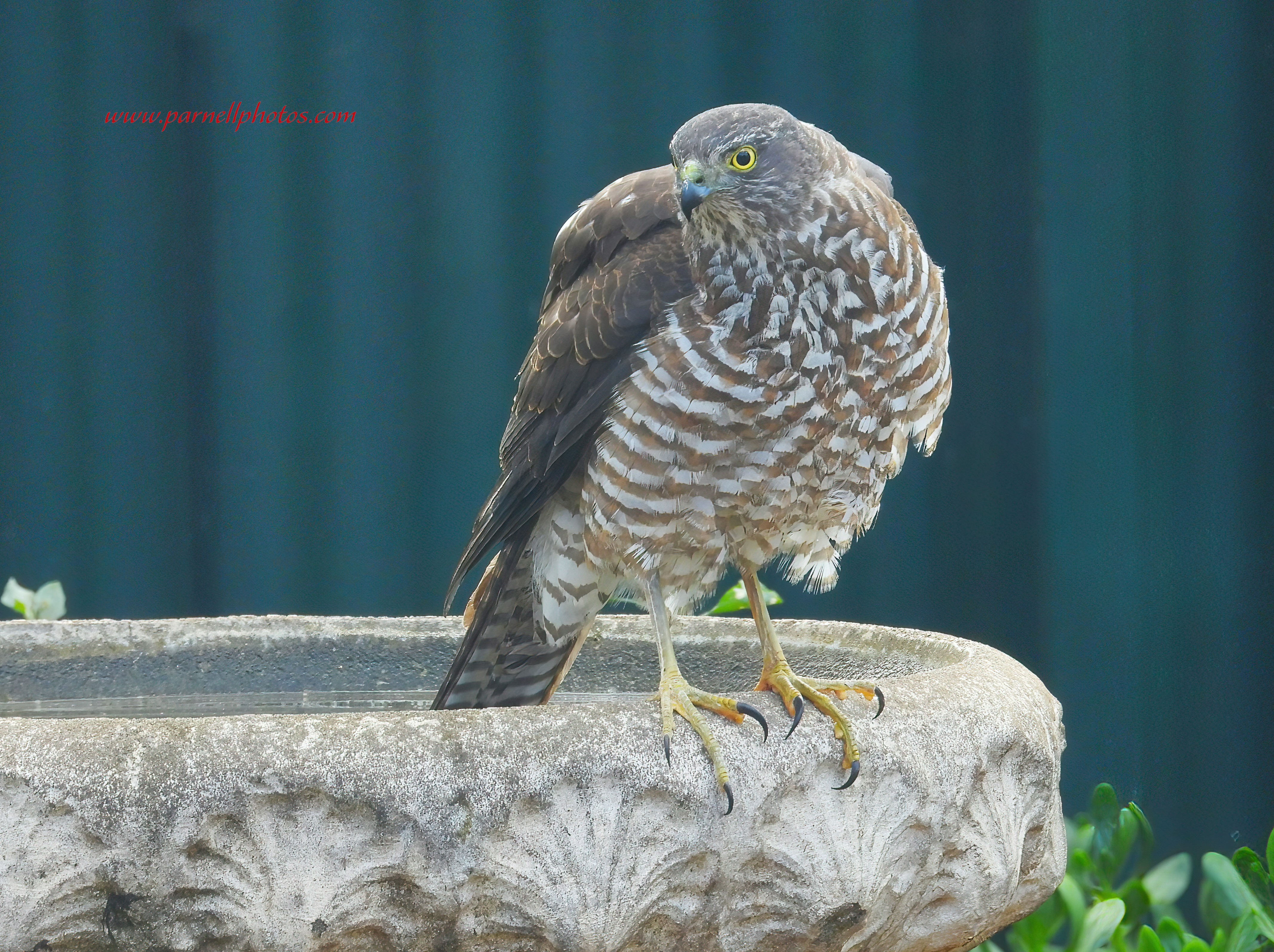 Collared Sparrowhawk