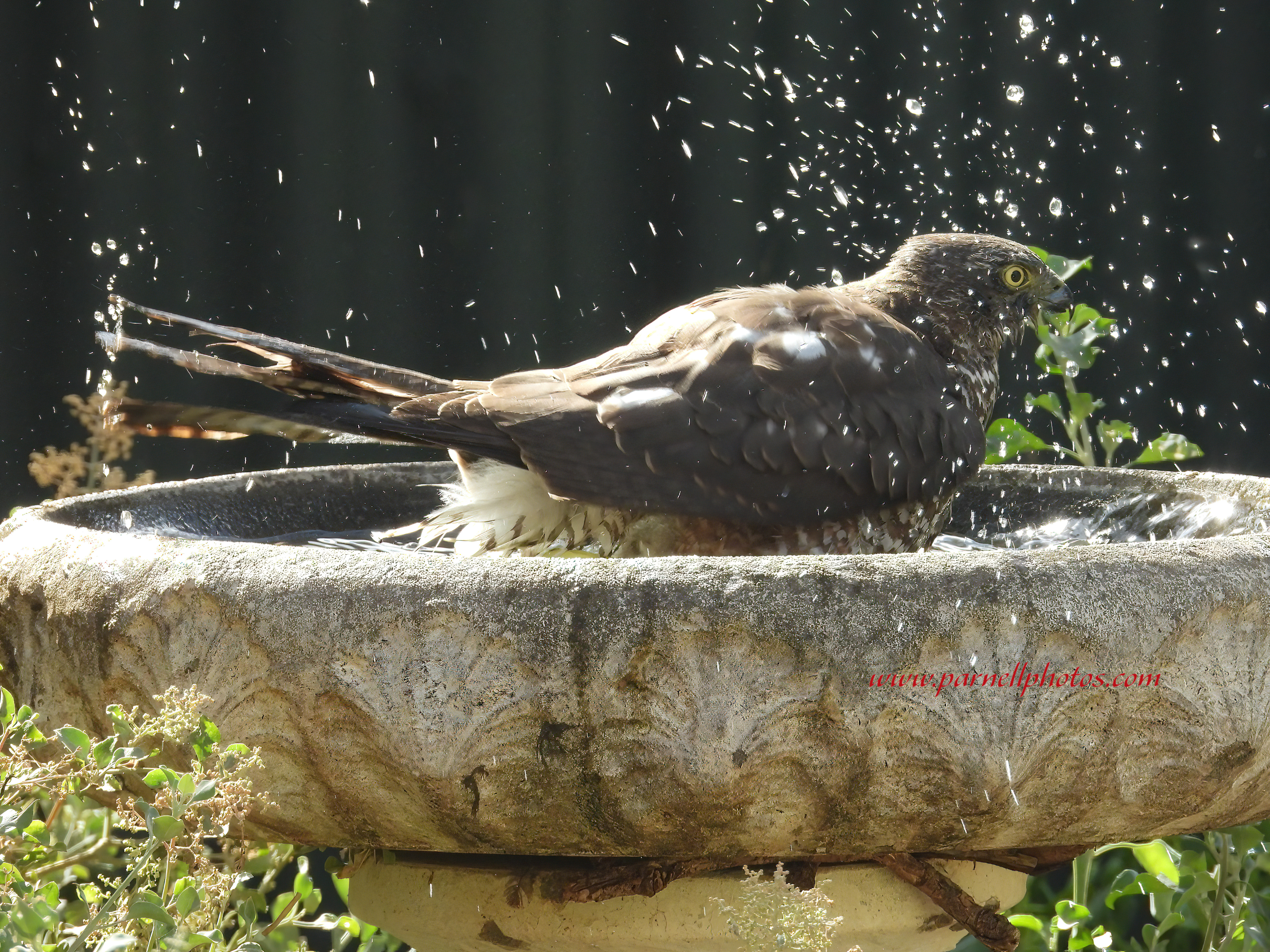 Collared Sparrowhawk Splashing