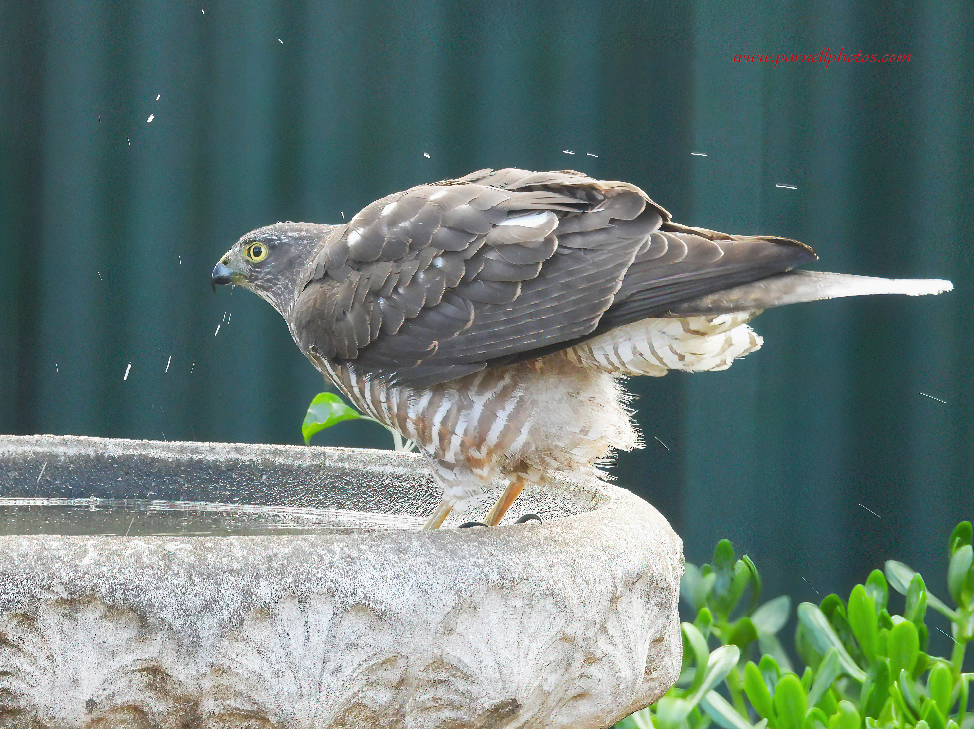 Collared Sparrowhawk Stepping In