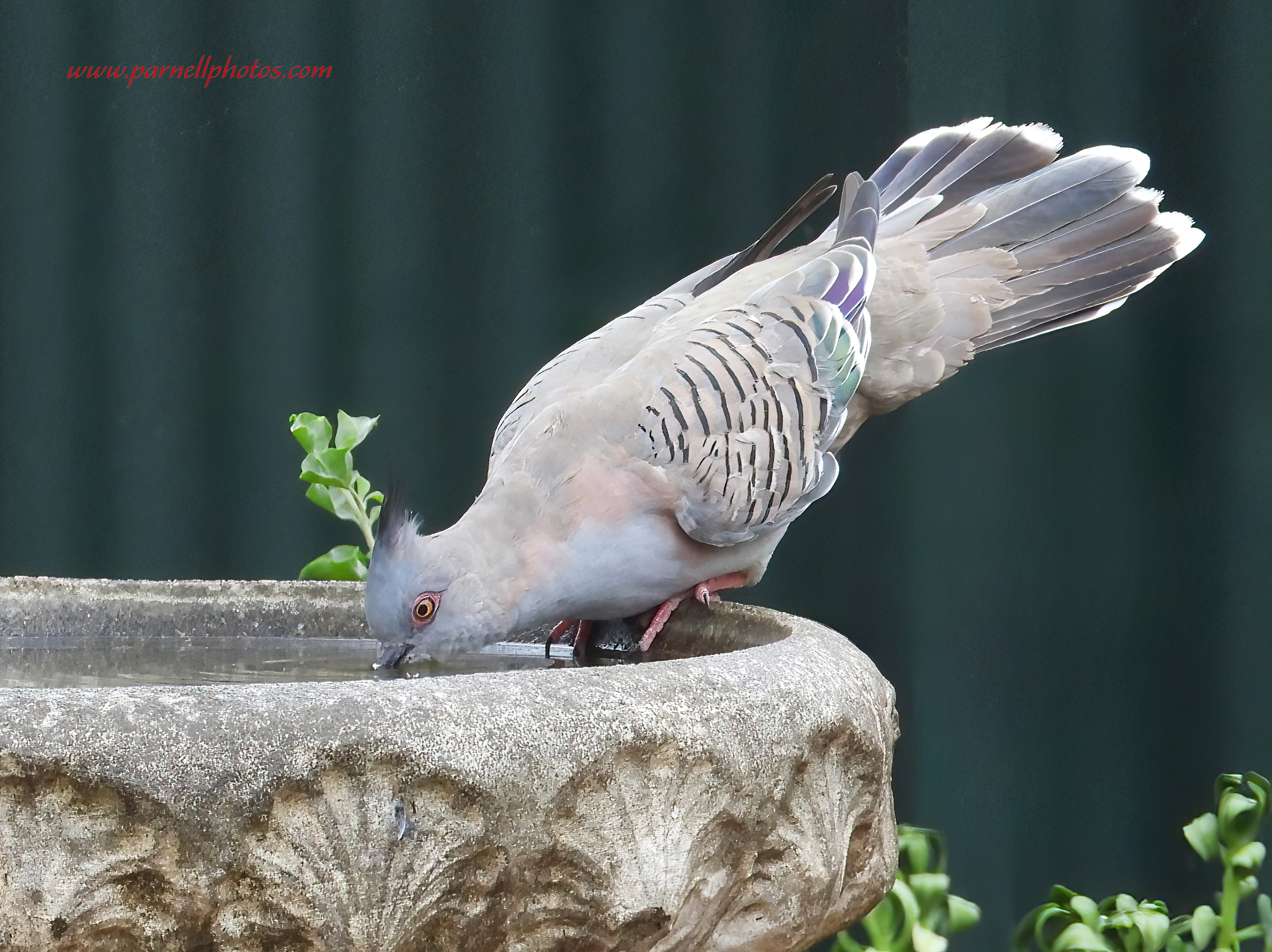 Crested Pigeon Drinking