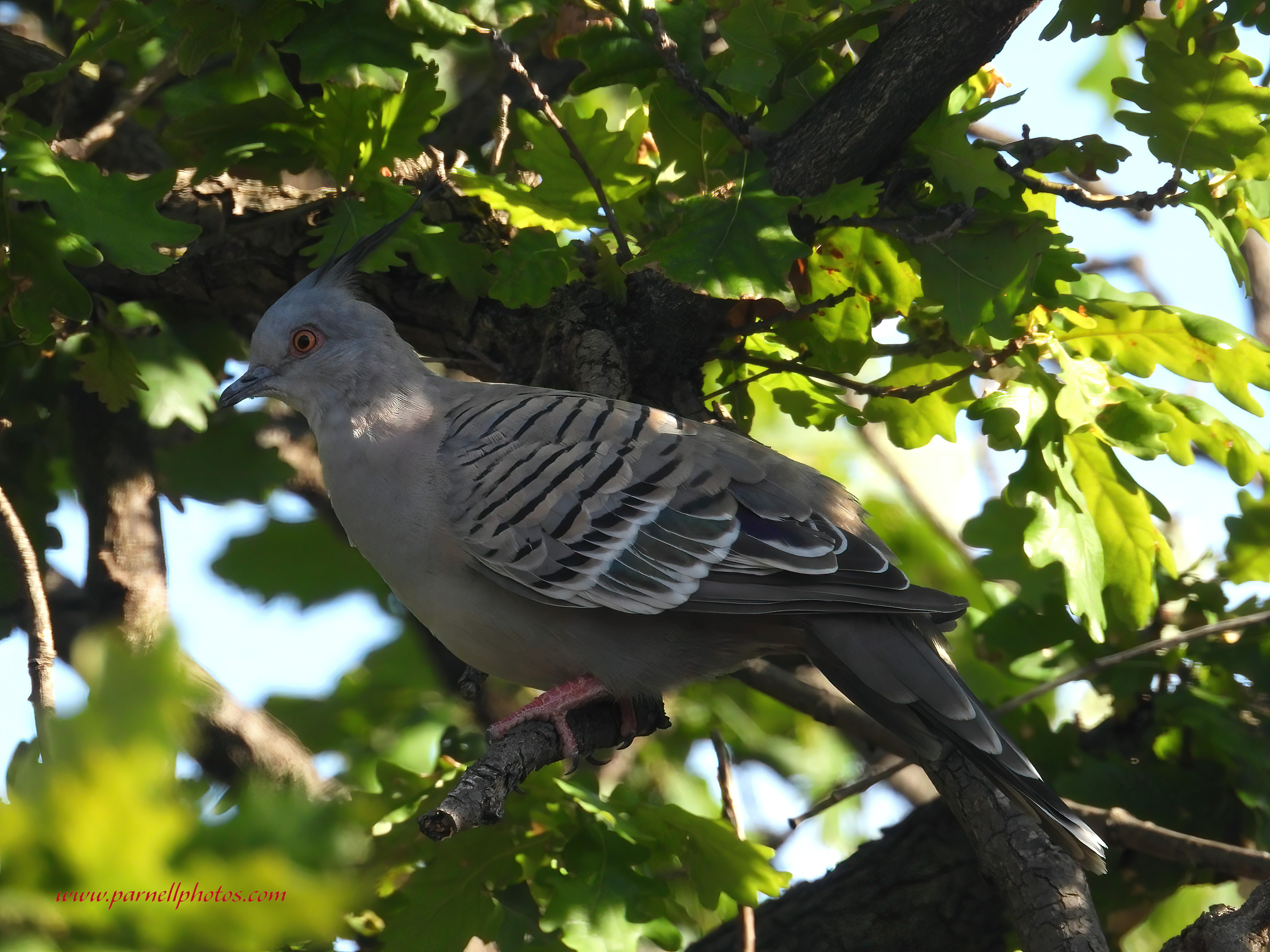 Crested Pigeon Shady Tree