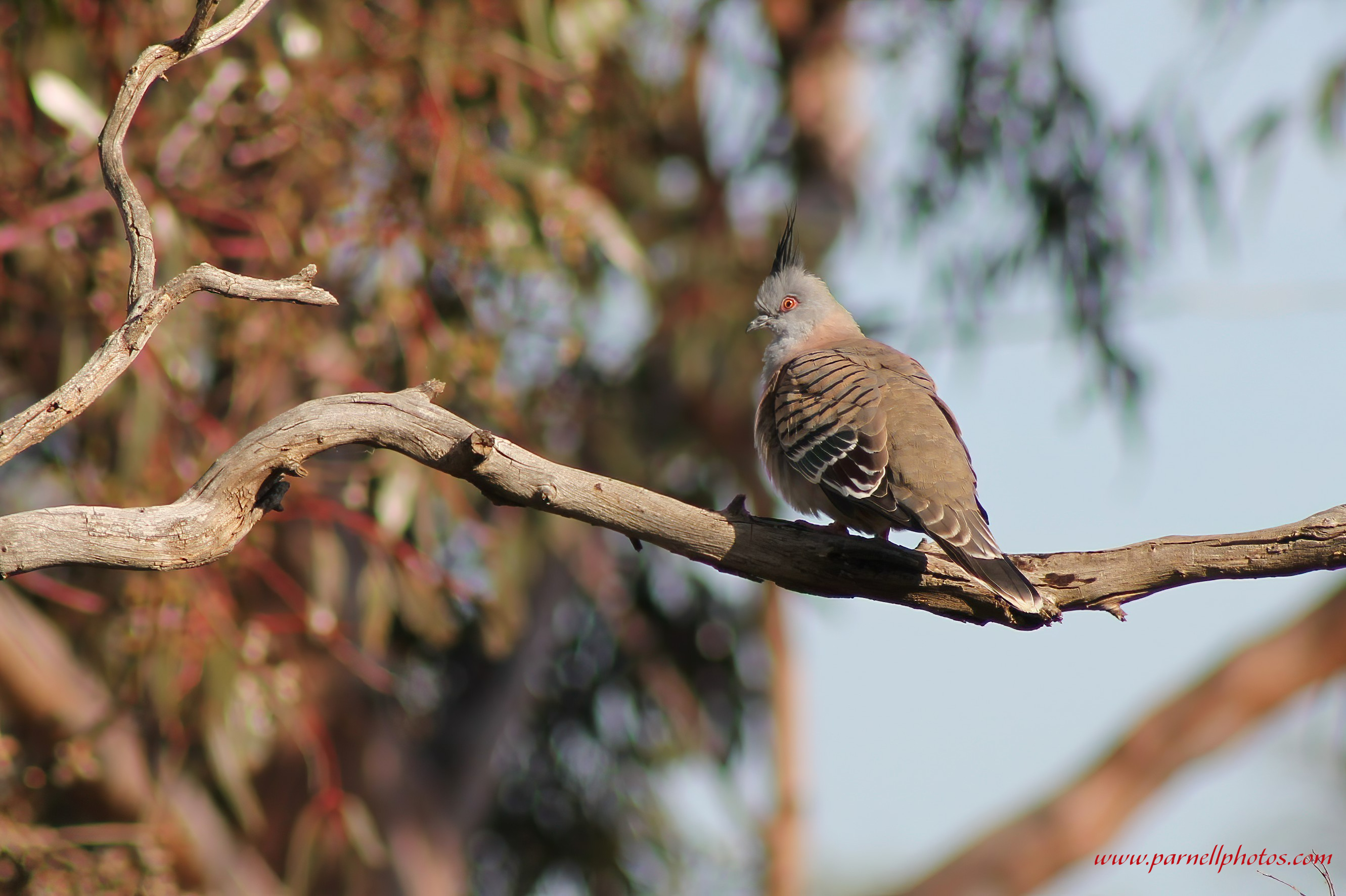 Crested Pigeon On Branch