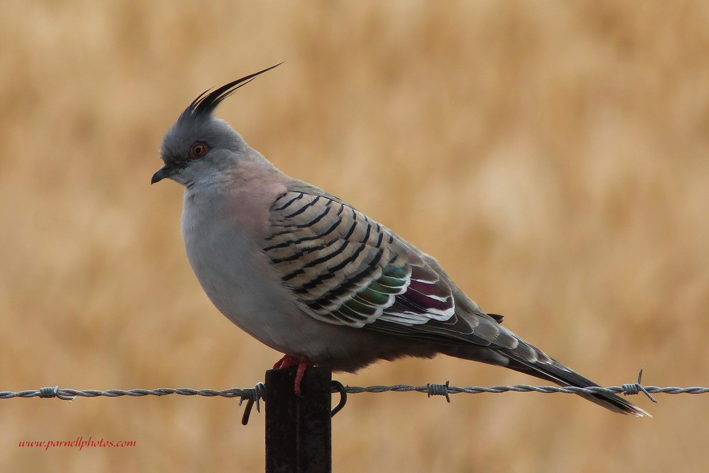 Crested Pigeon on Wire