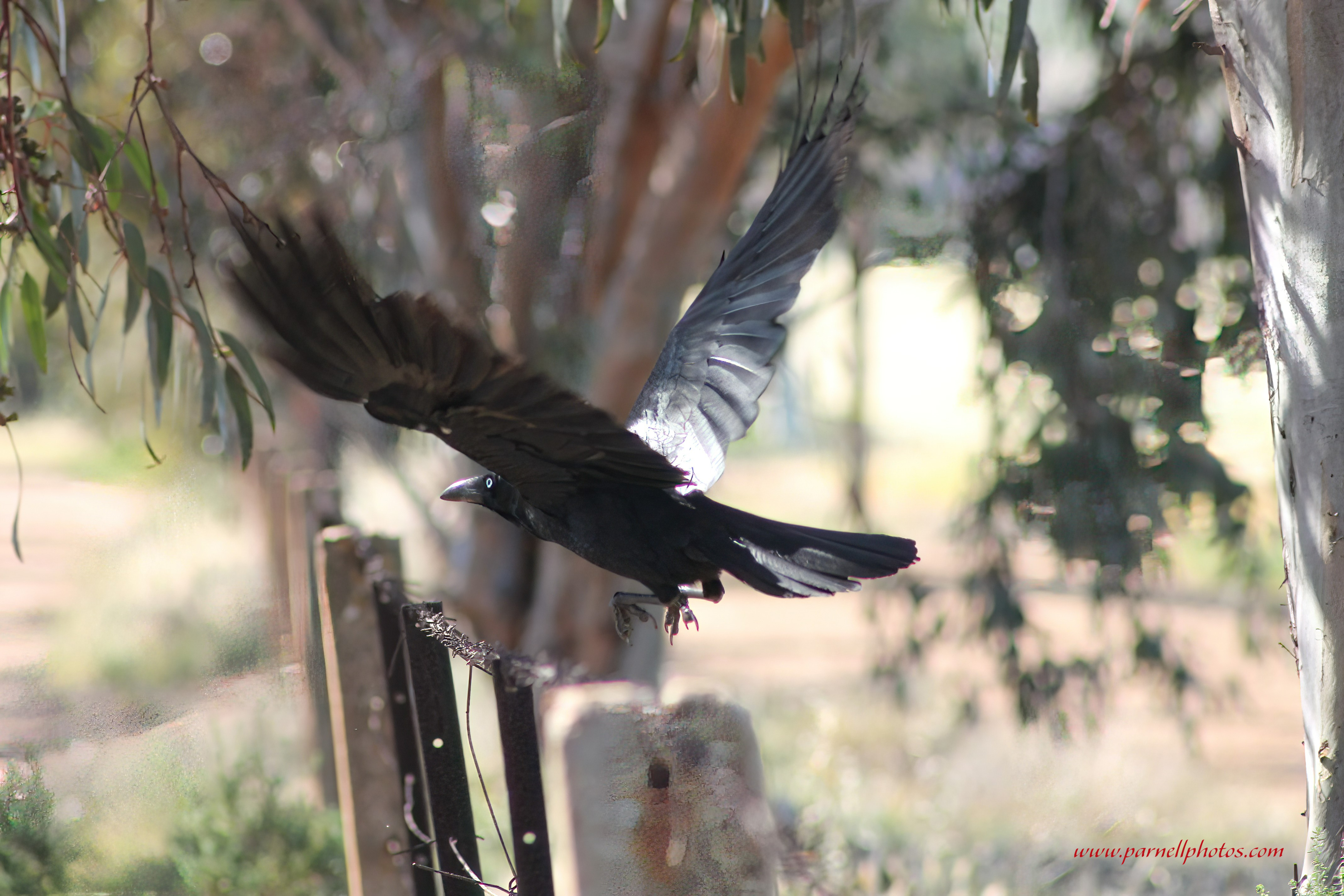 Crow Launching Off Fence