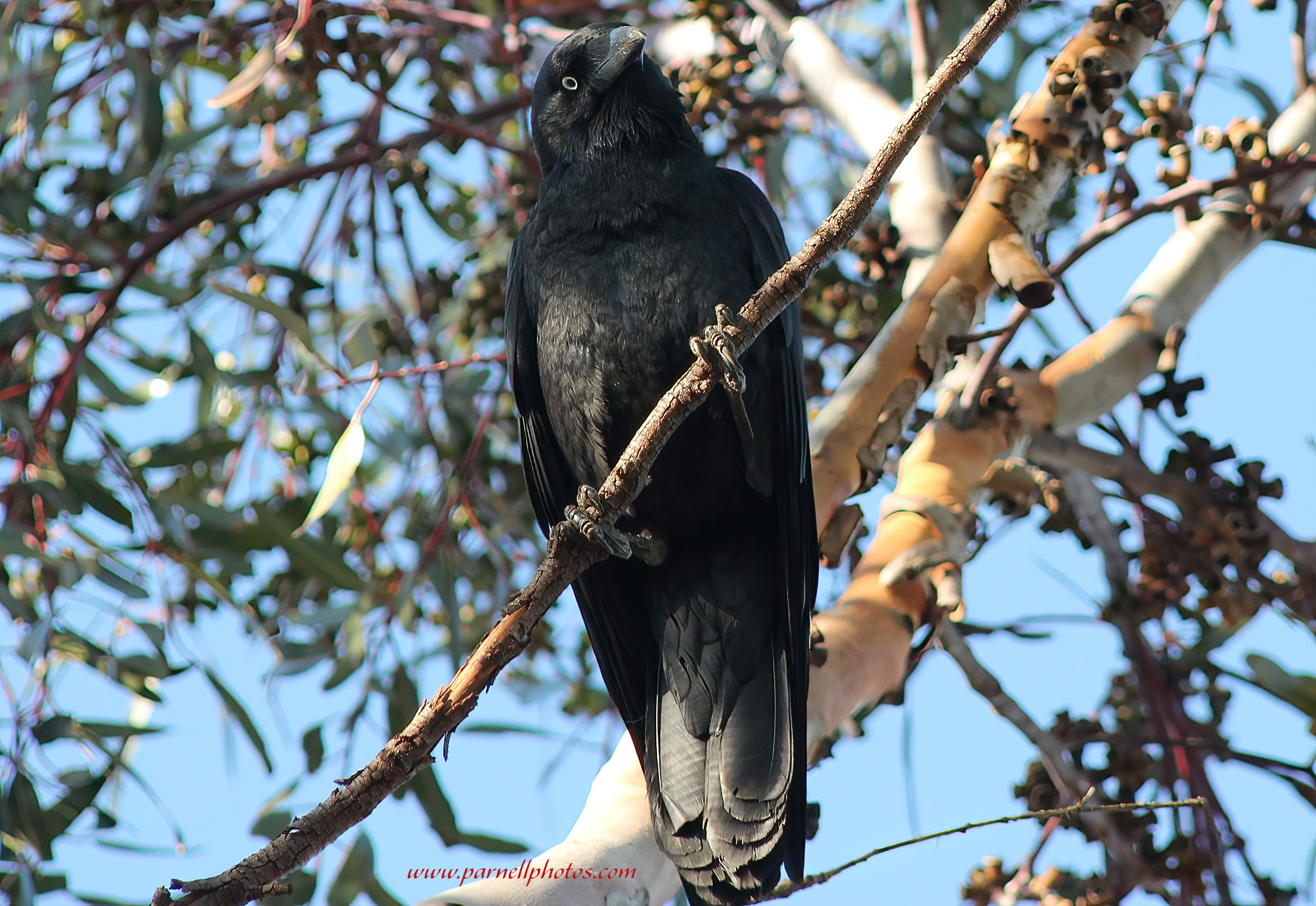 Crow in Tree