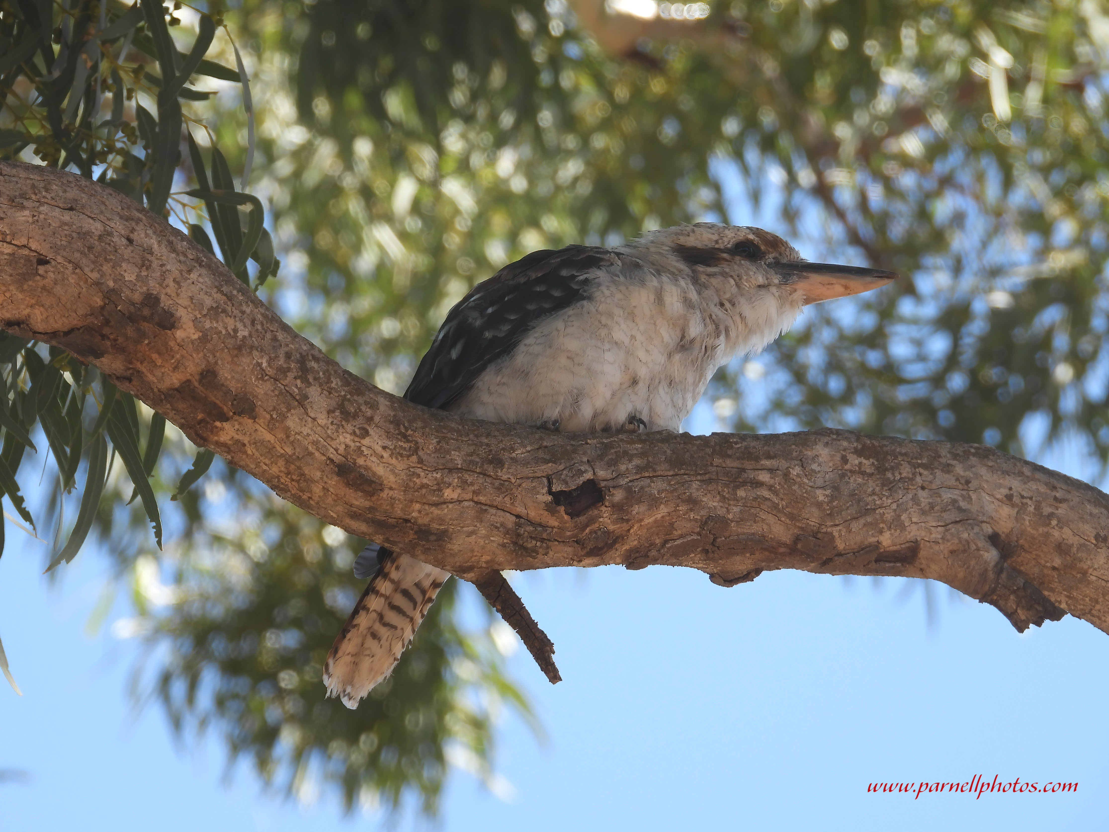 Curious Kookaburra