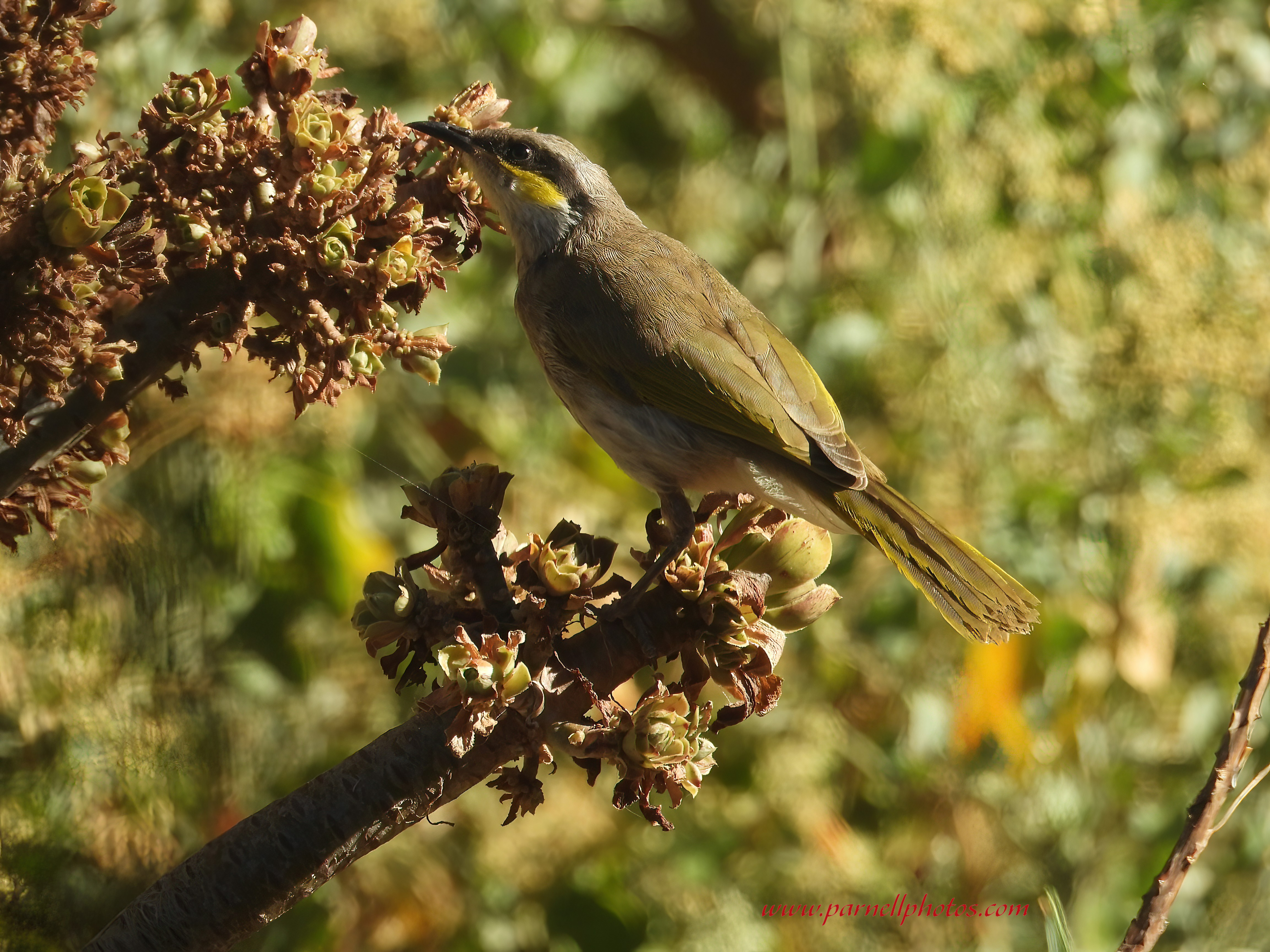 Curious Singing Honeyeater