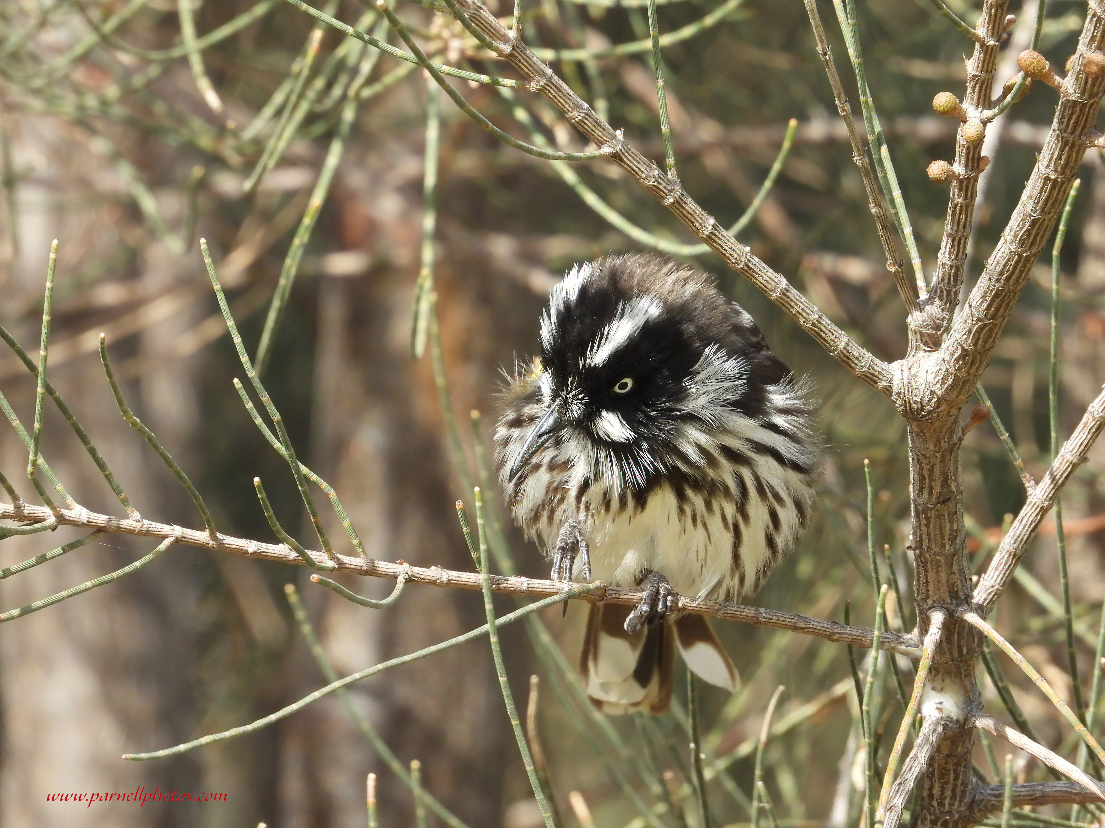 Cute New Holland Honeyeater